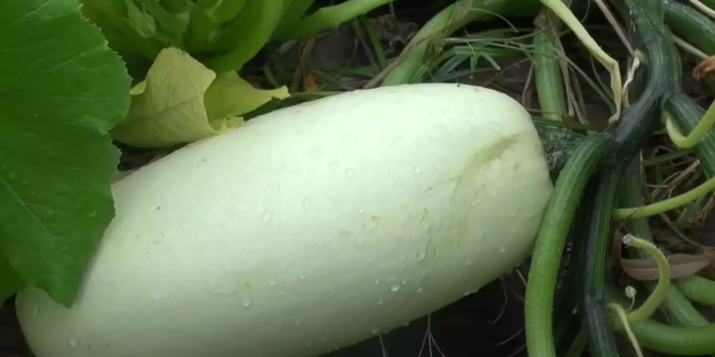 He ended up growing a huge fruit.