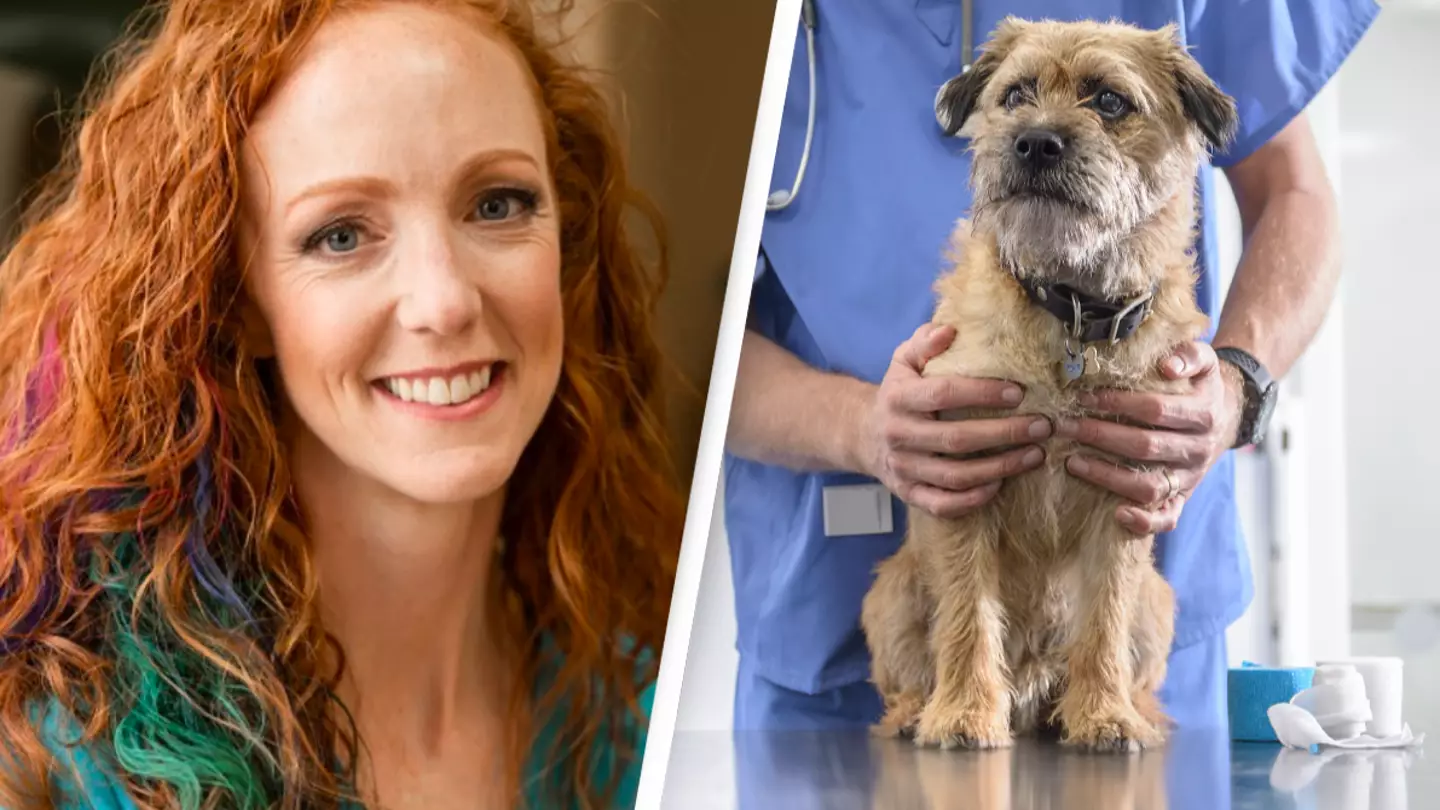 Vet breaks down mystery dog illness that's spreading all over USA