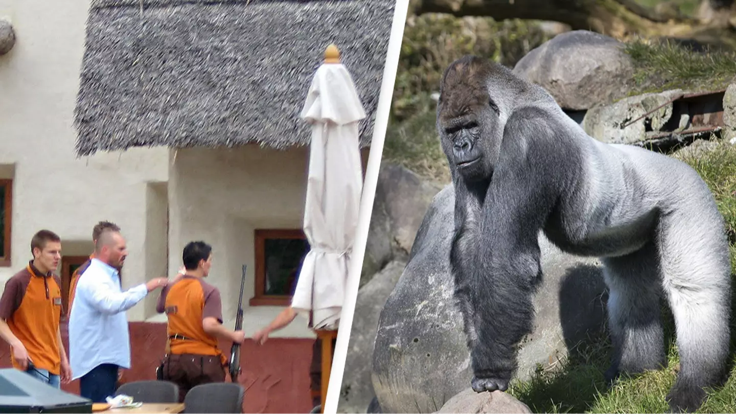 Reason why you should never make eye contact with gorillas after woman paid the price for smiling at one