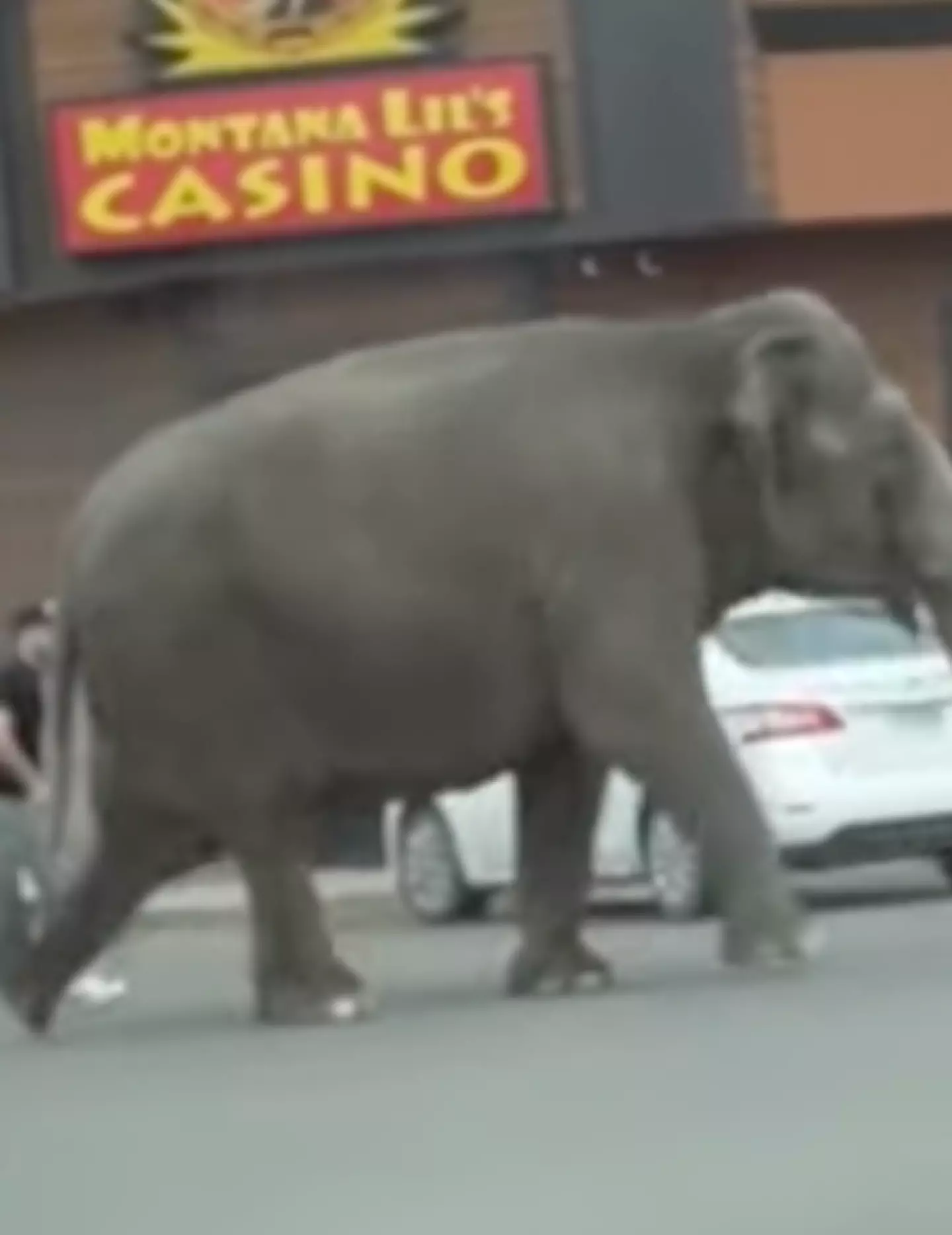 The elephant escaped for ten minutes (Brittany McGinnis via Storyful)