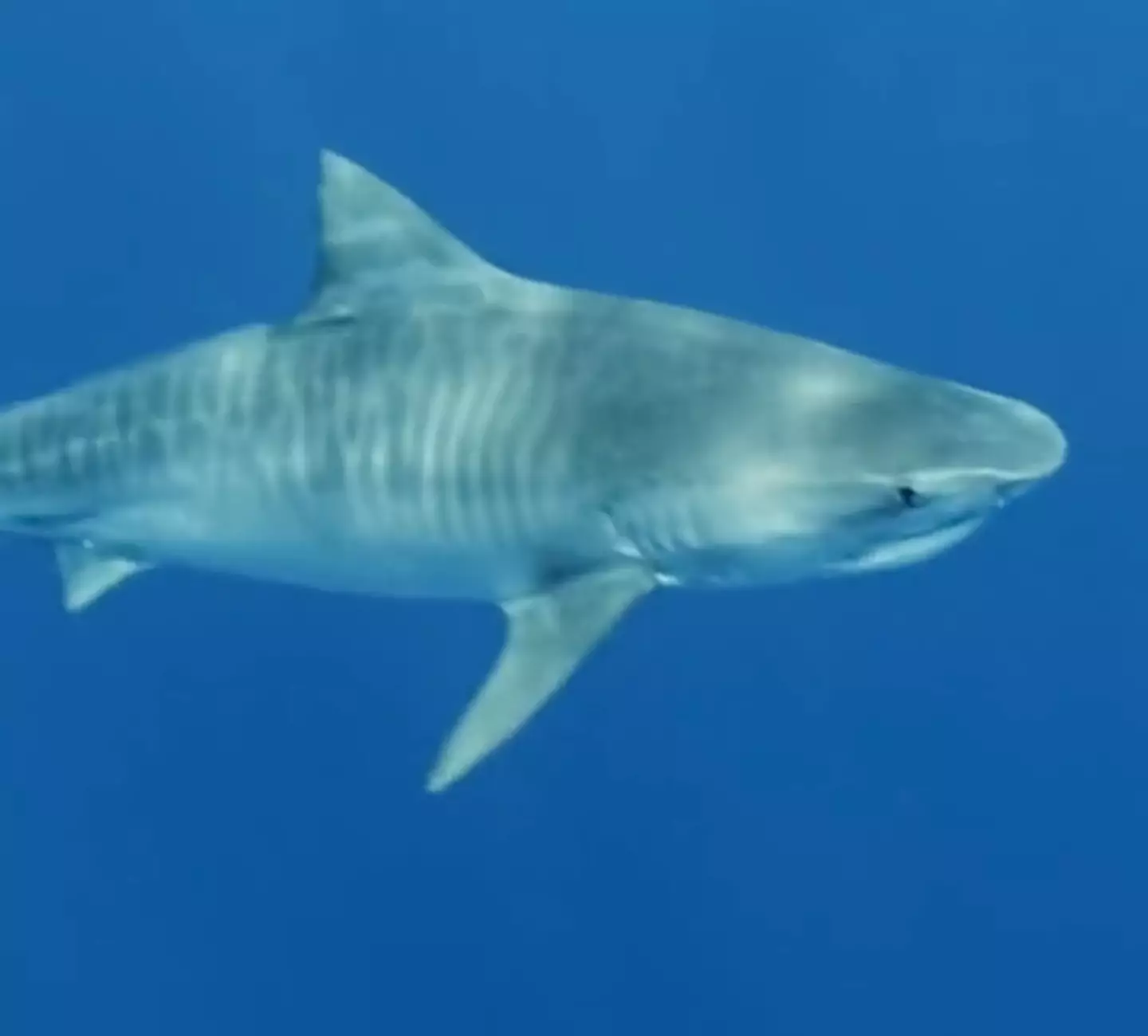 Tiger sharks are one of the few shark species which can actively be a danger to humans.
