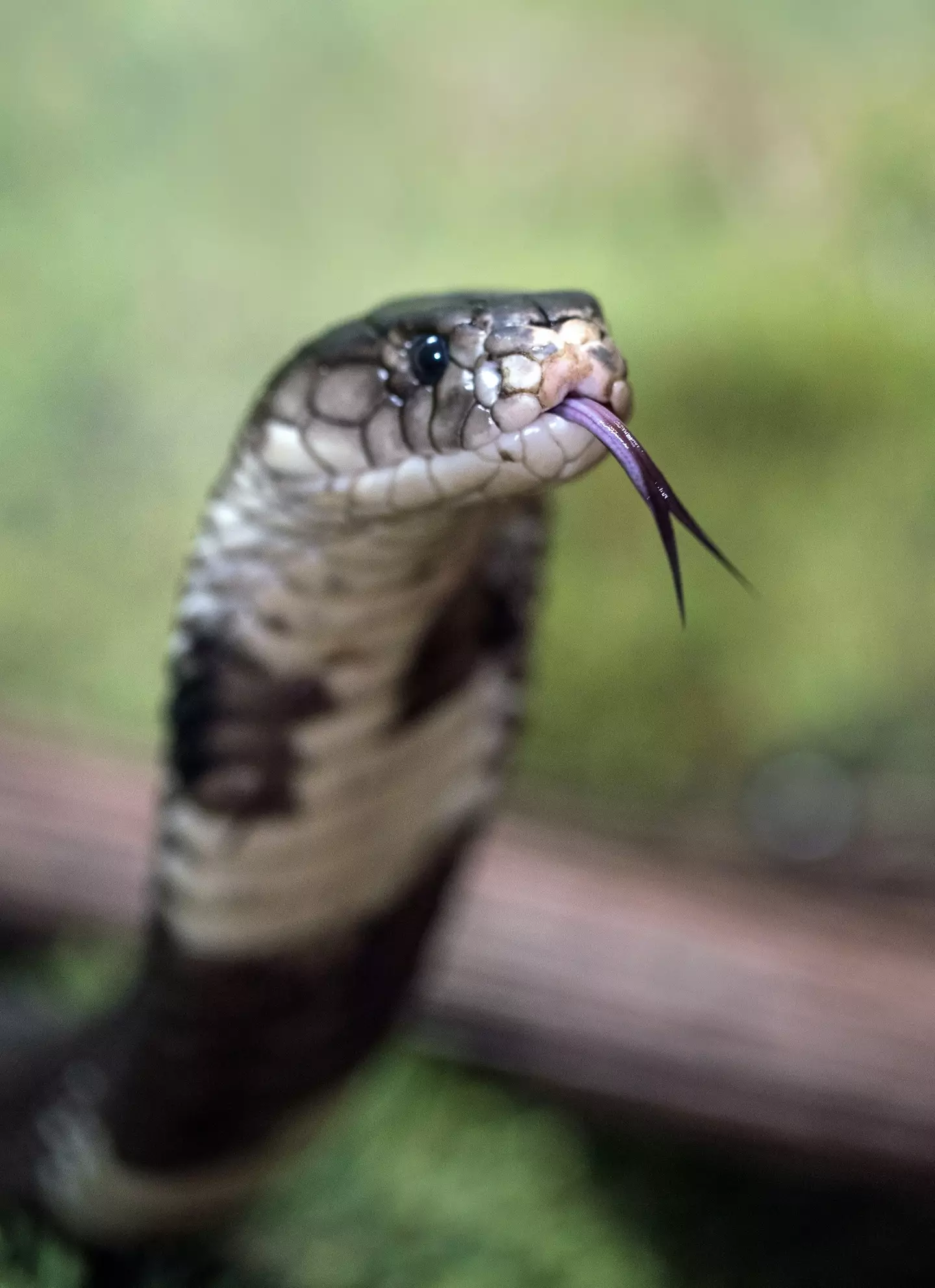 The 'Snake King' passed away in 2006 after being bitten by a king cobra.