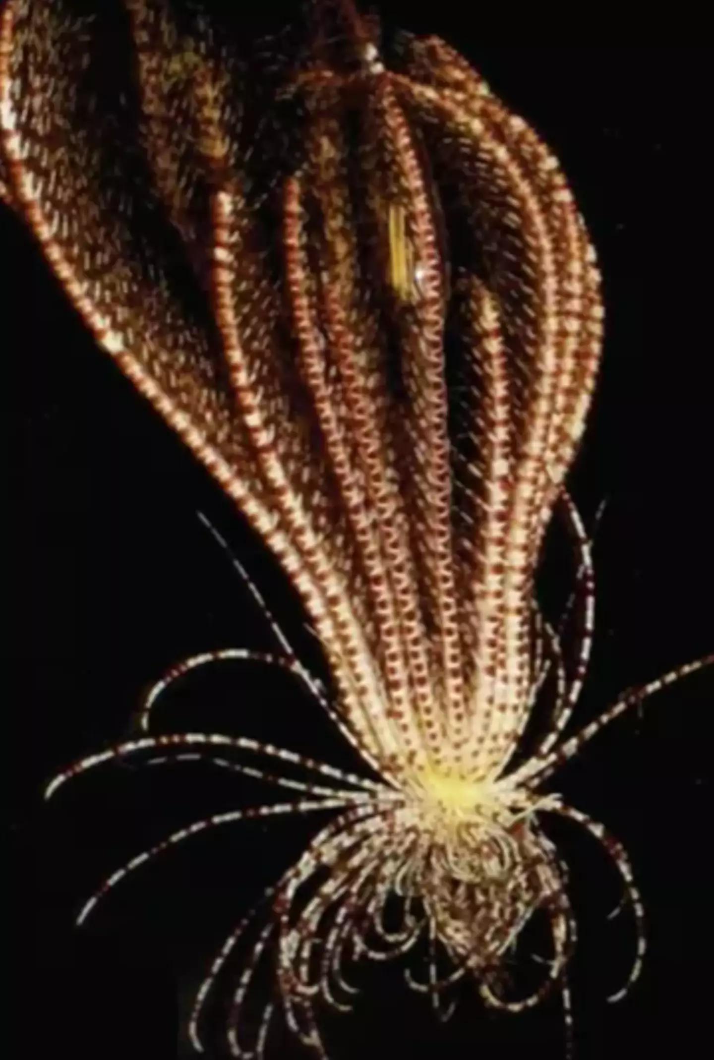 The new species was discovered as part of an expedition.