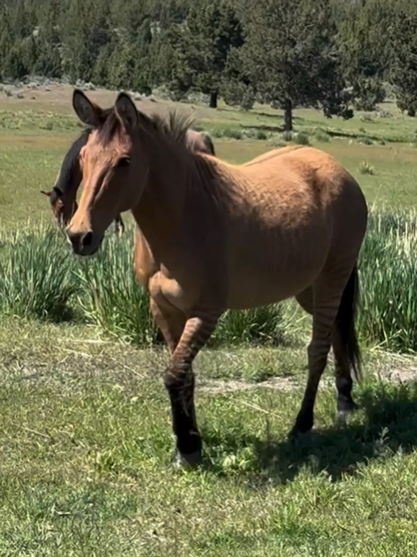 Pete is sterile like most hybrid breeds. Instagram/ skydogsanctuary