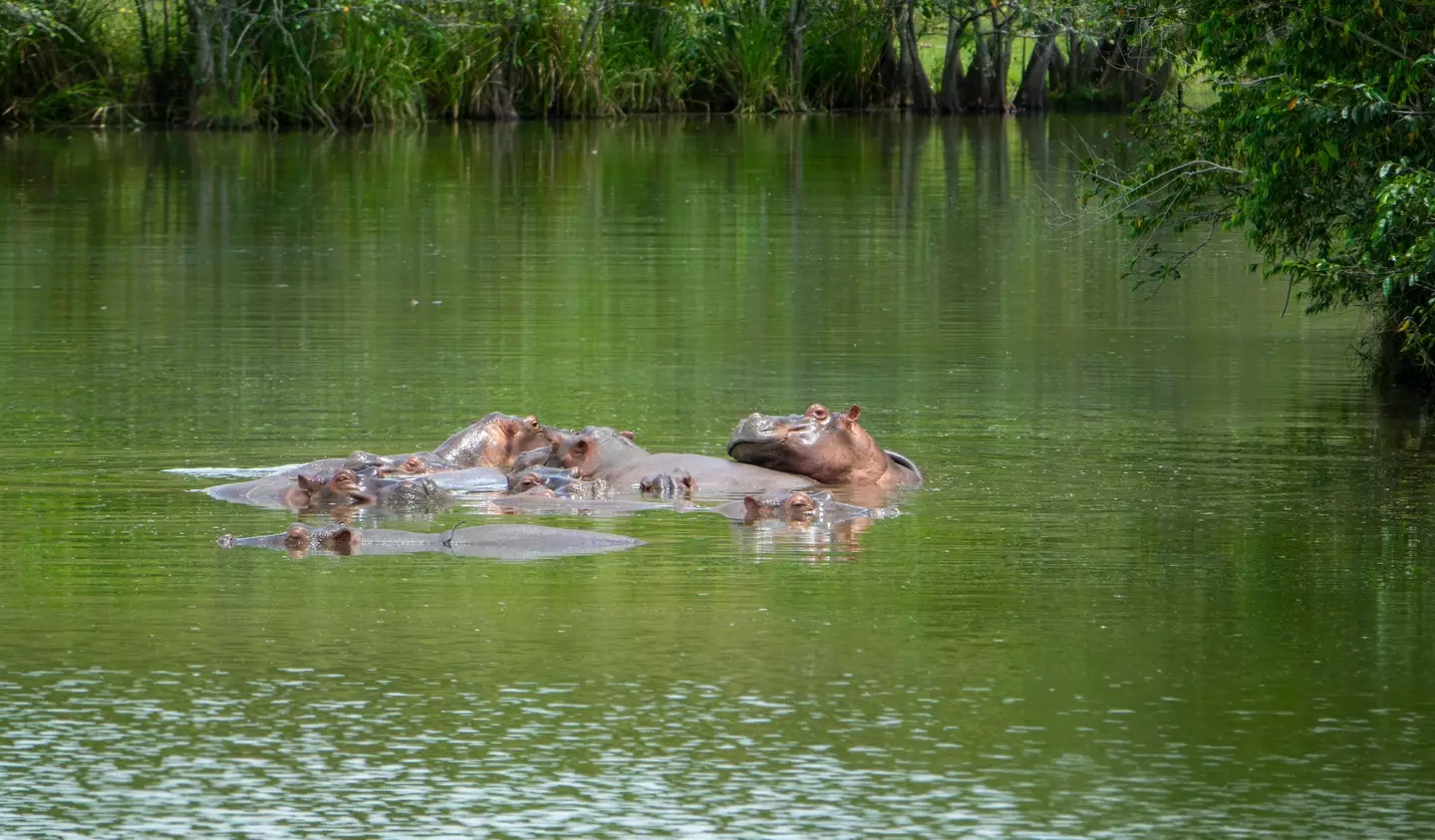 Hippos chilling in Colombia after being introduced in the country by Pablo Escobar.