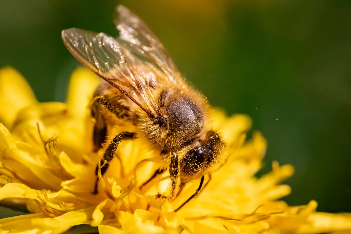They are particularly harmful to honeybees.