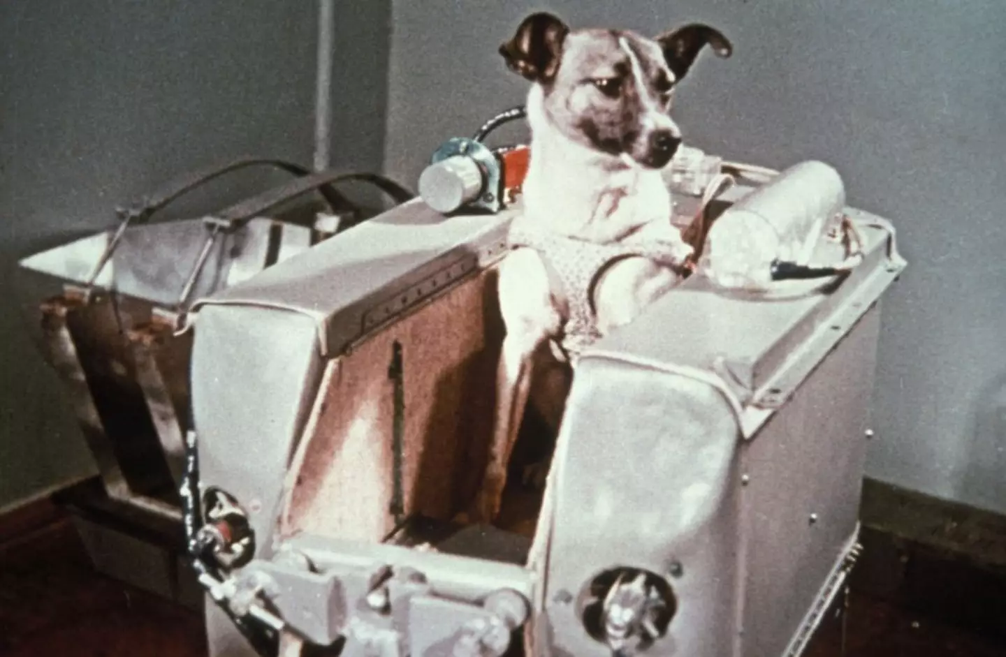 Dogs have also been sent to space, including Laika (Sovfoto/Universal Images Group via Getty Images)
