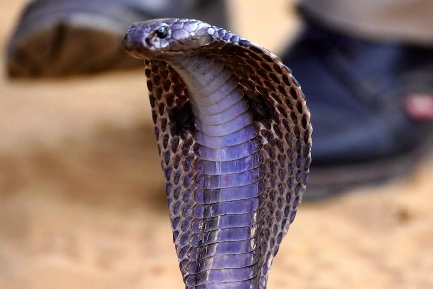 The cobra in this story messed with the wrong human.