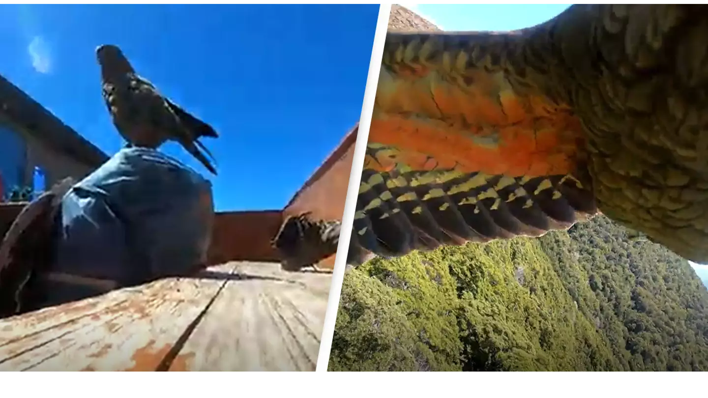 Cheeky Parrot Steals GoPro And Films Its Airborne Escape