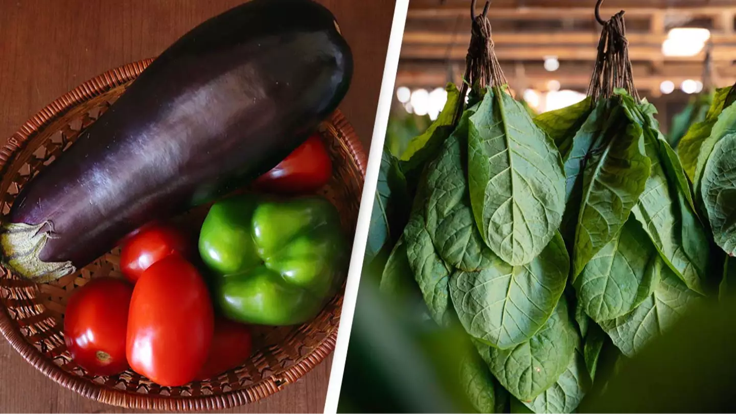 People are only just realizing some of their favorite vegetables have nicotine in them