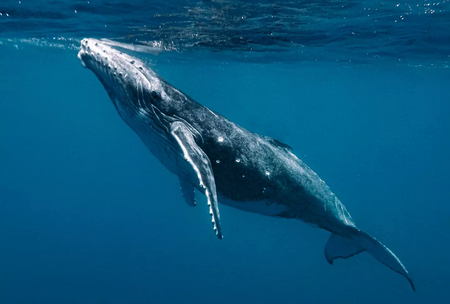 Scientists said they had a 20 minute conservation with a humpback whale.