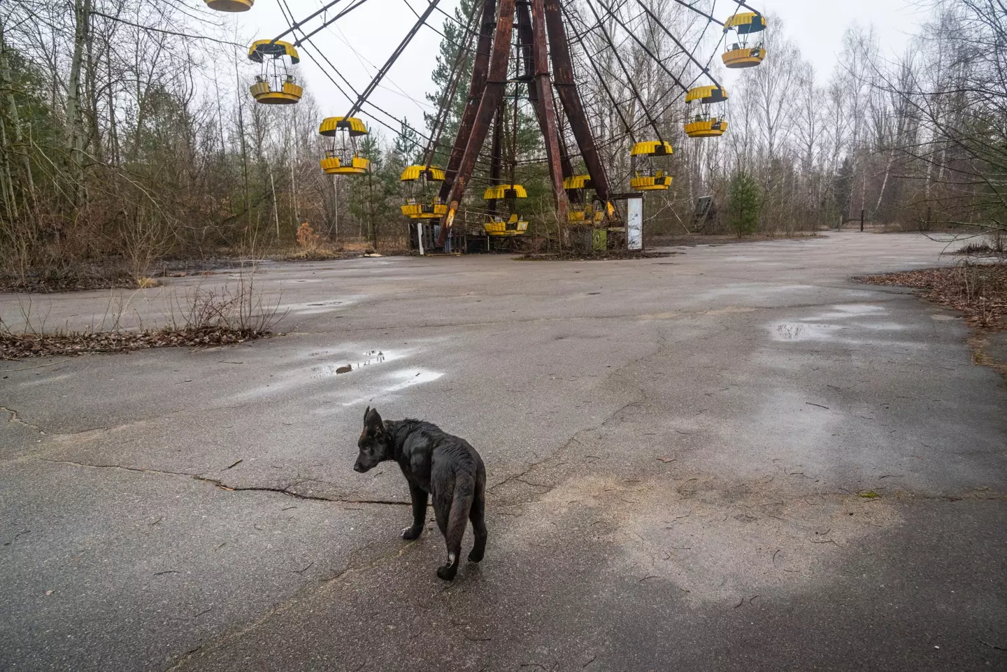 Scientists could tell how close the dogs lived to Chernobyl.