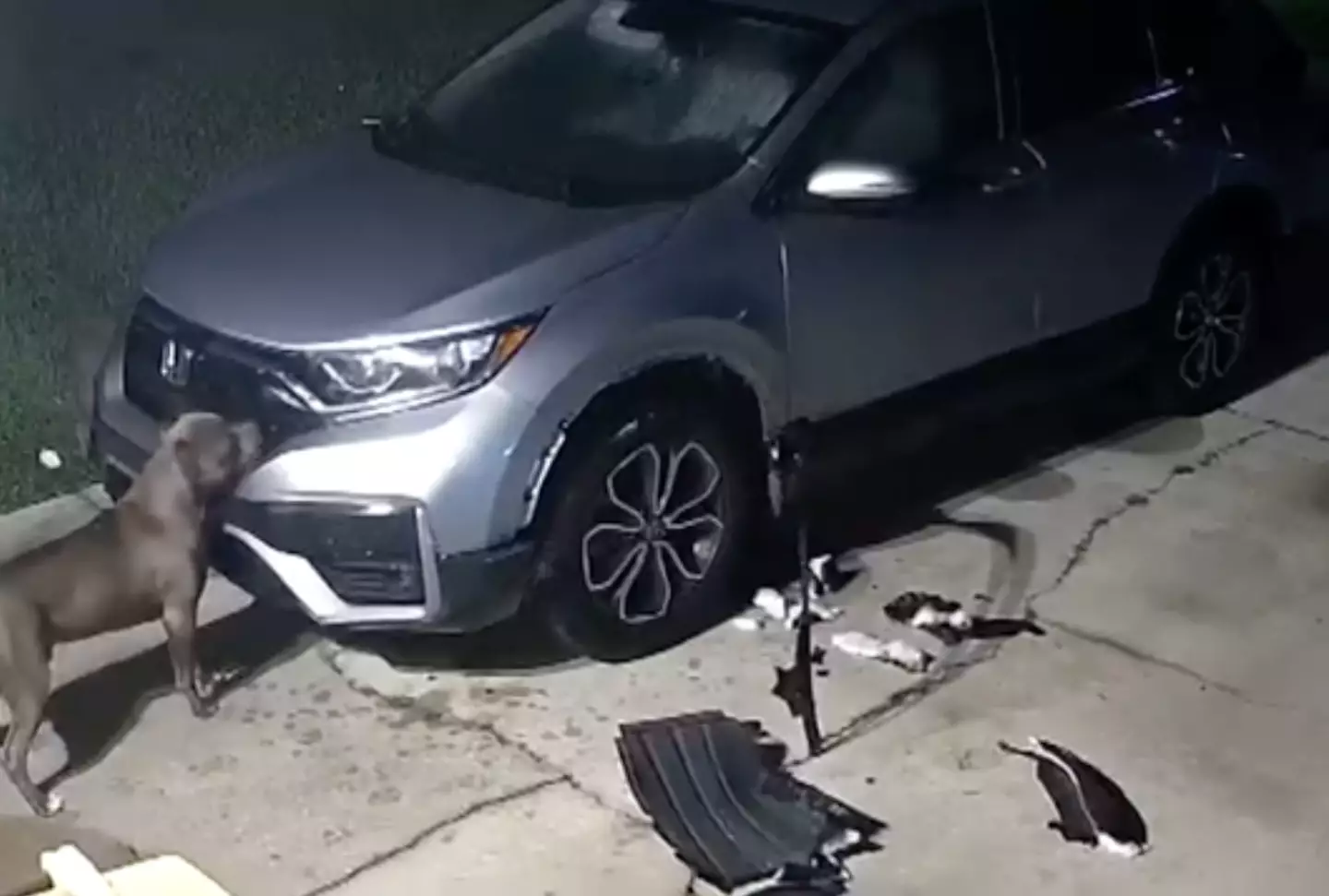 The dogs tore chunks off the car.