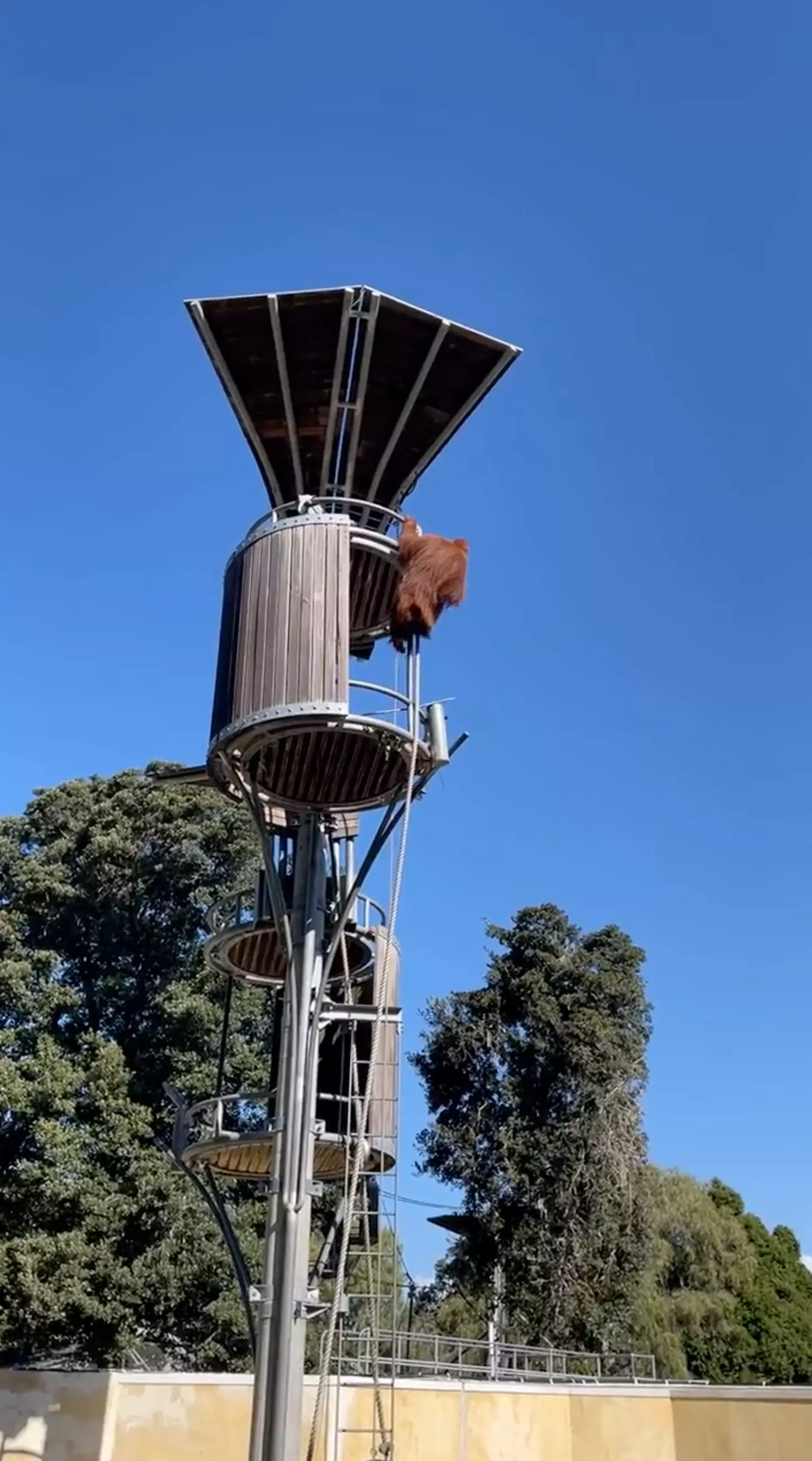 The Orangutan 'evicted' the unwanted possum from its tree house.