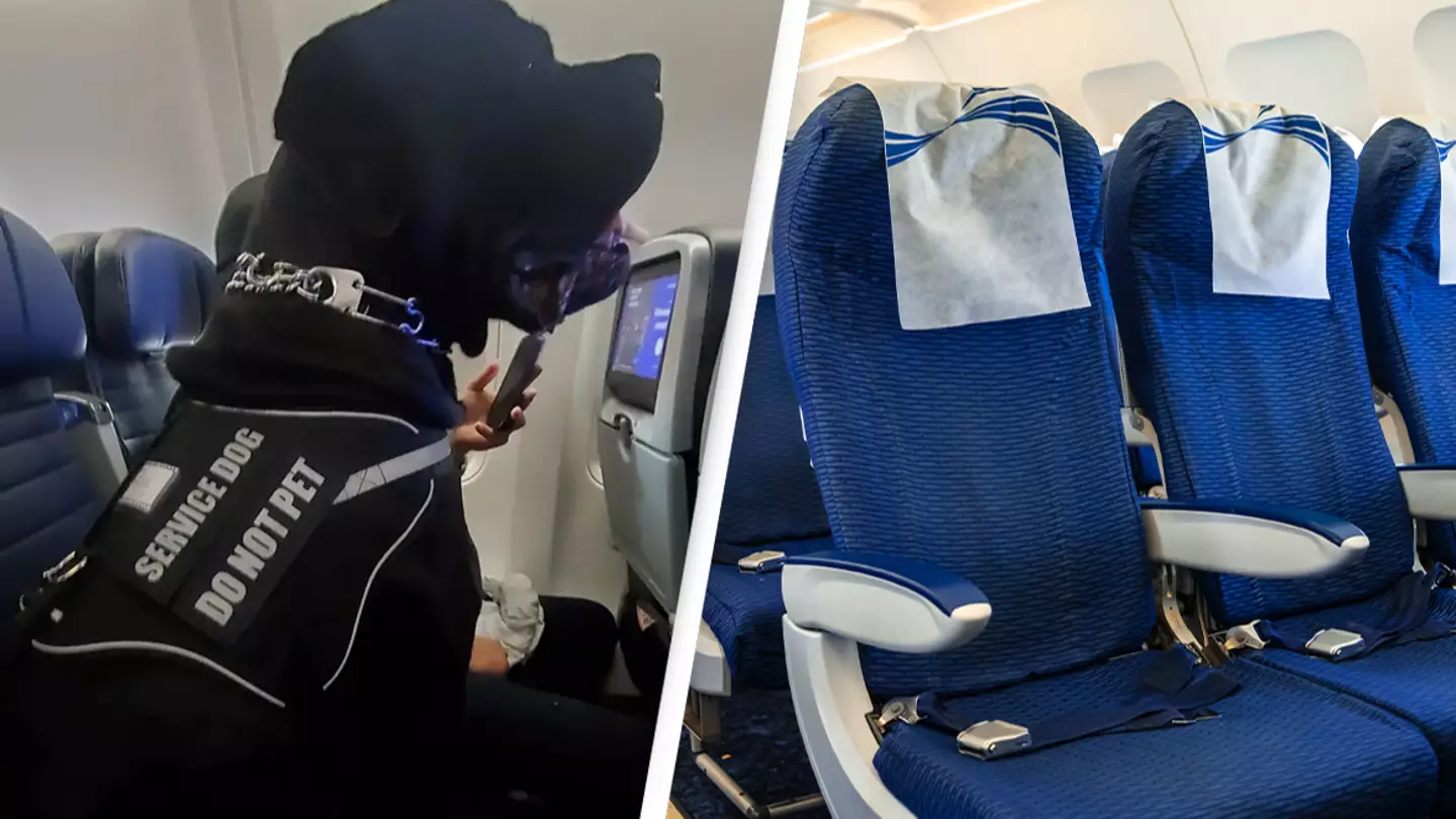 Airline passenger left outraged after discovering they were 'moved from seat' because of a dog
