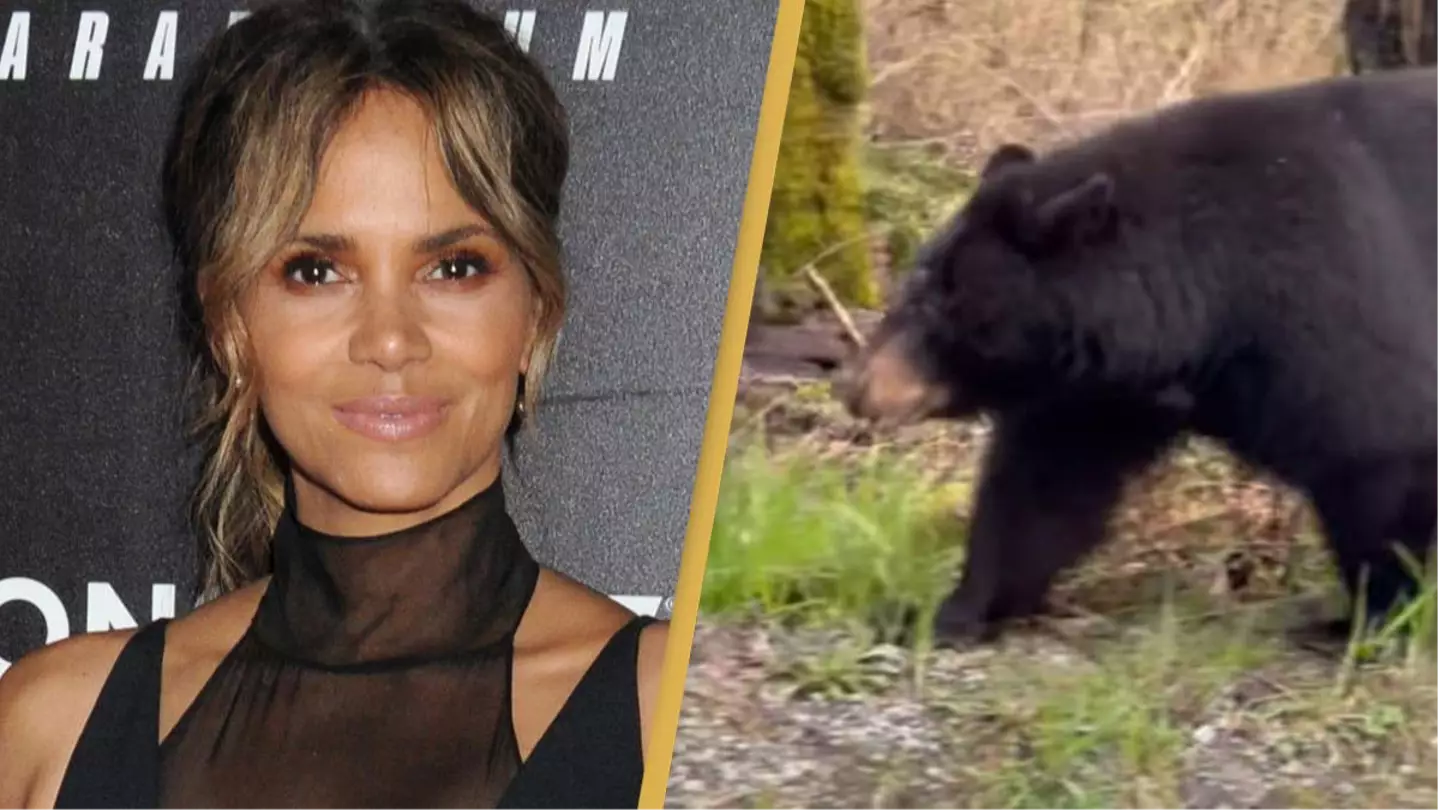 Filming on Halle Berry's new movie interrupted as set invaded by black bears