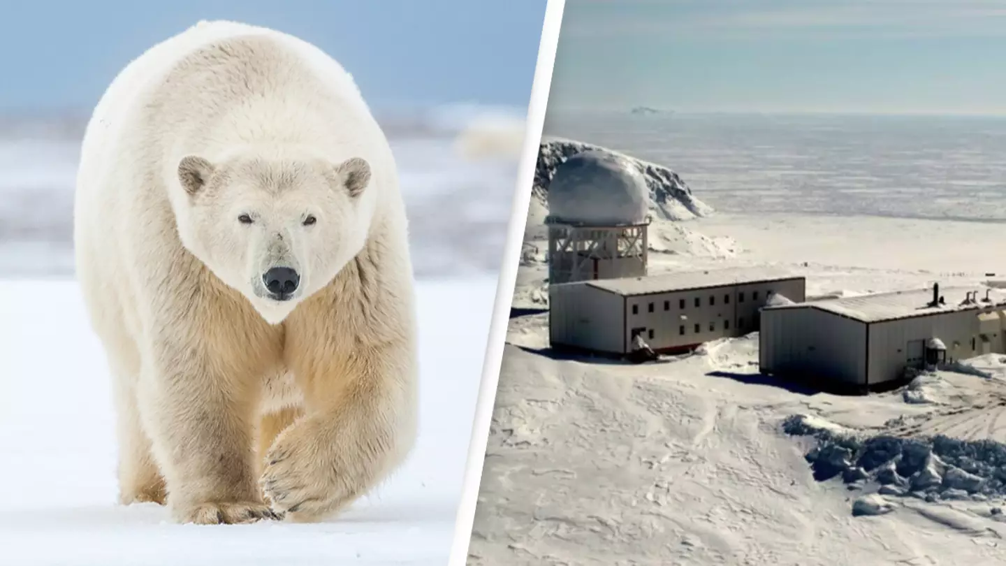 Worker at remote Arctic radar station killed by two polar bears in rare attack