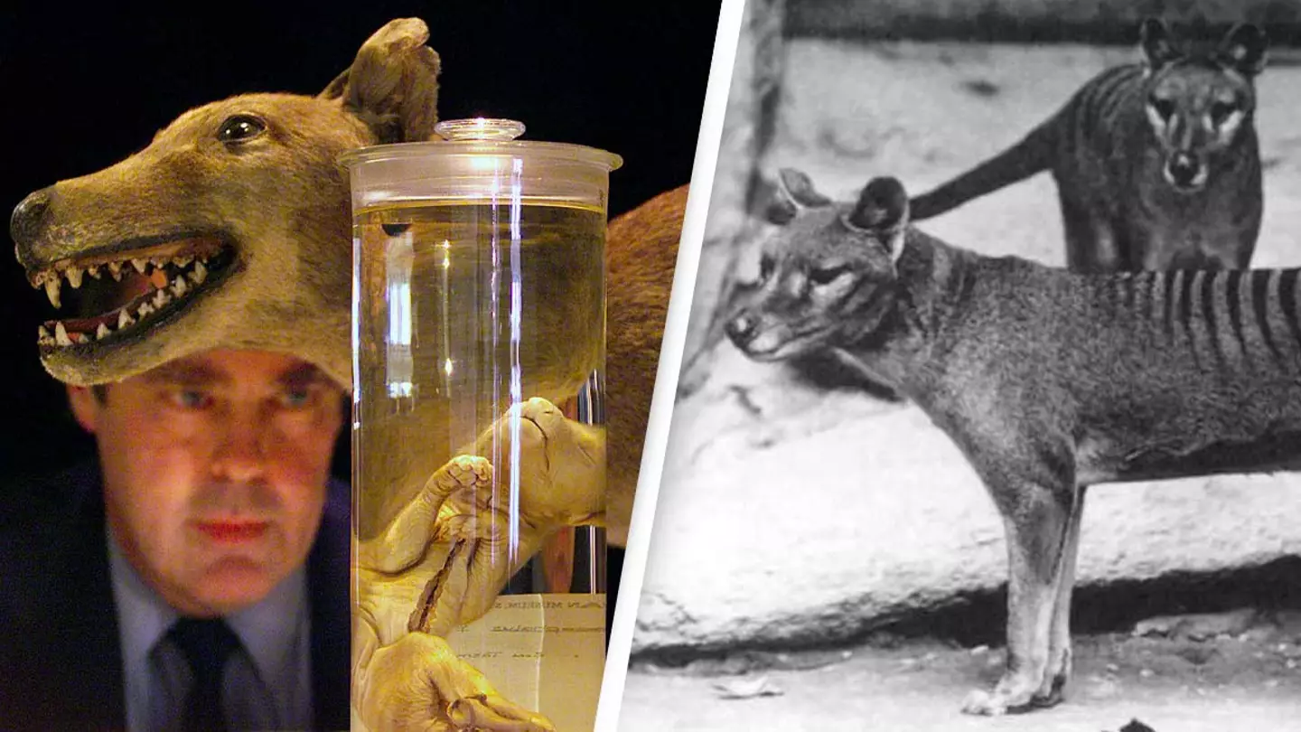 De-Extinction Scientists Attempting To Bring ‘Tiger’ Species From 100 Years Ago Back To Life