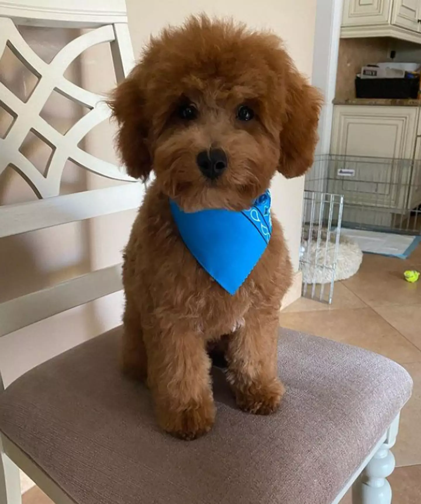 Pete Davidson announced the loss of his family dog last month.