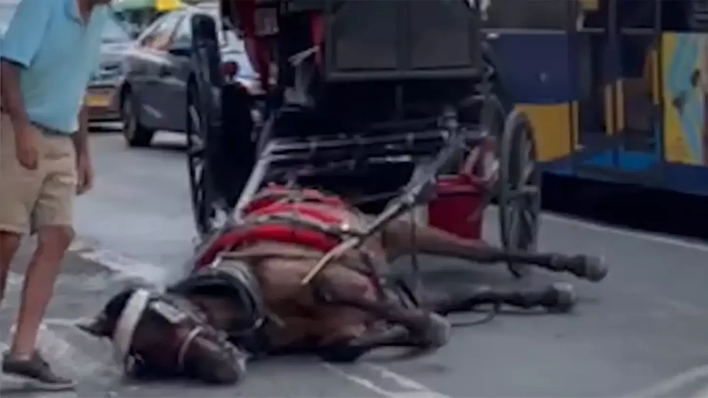 Ryder the horse collapsed in the street.