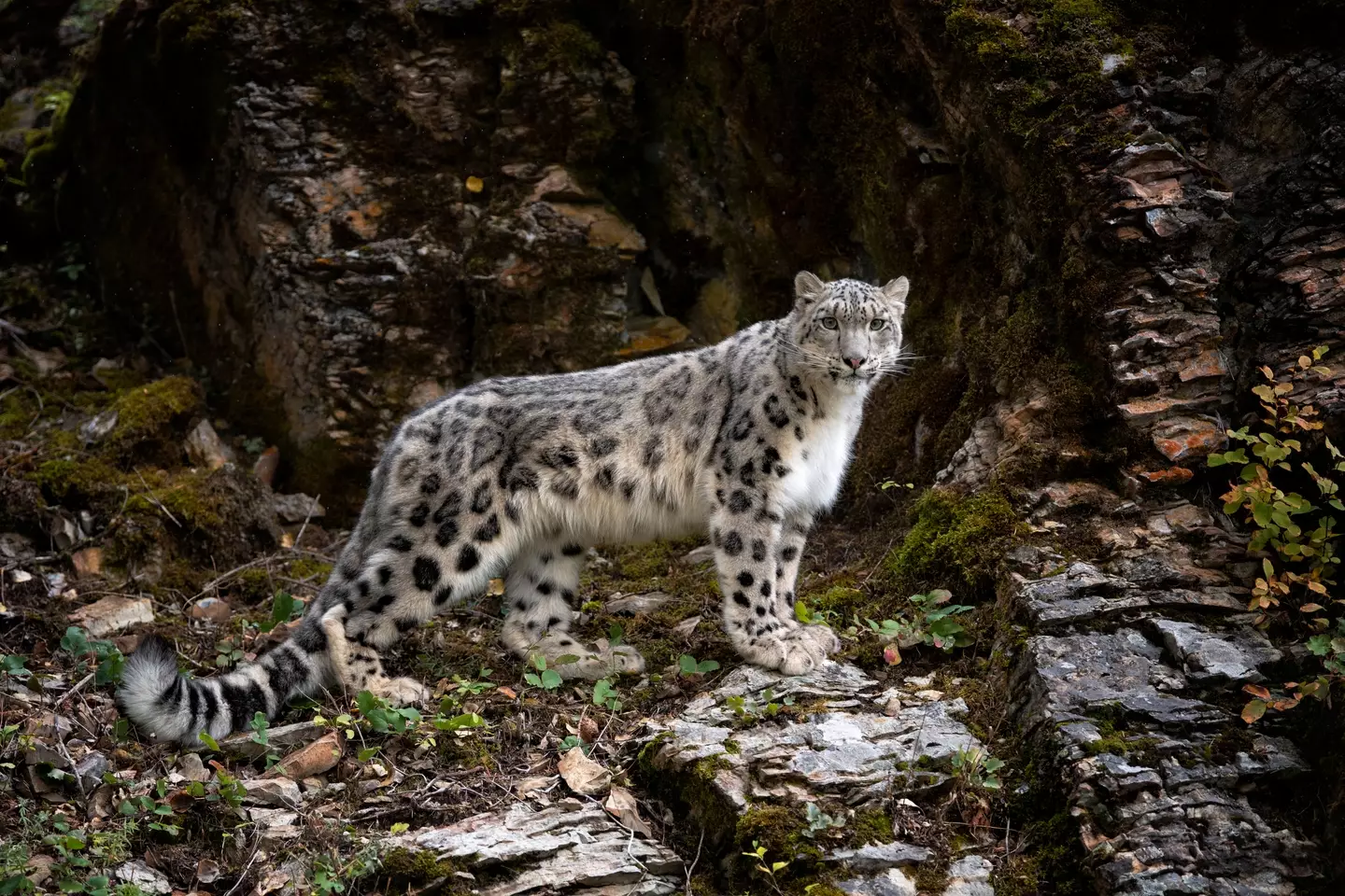 Hopefully you can see the snow leopard in this photo.