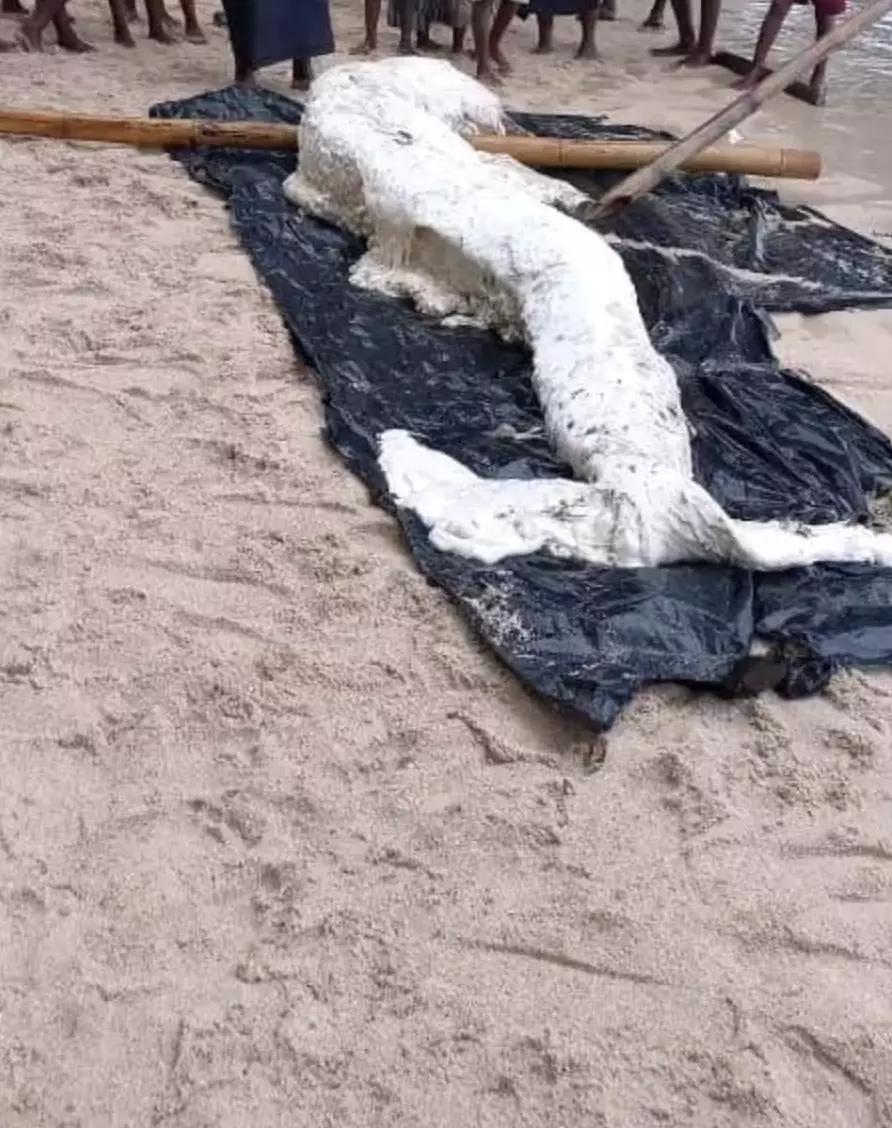 The experts had varying opinions on what it may be.