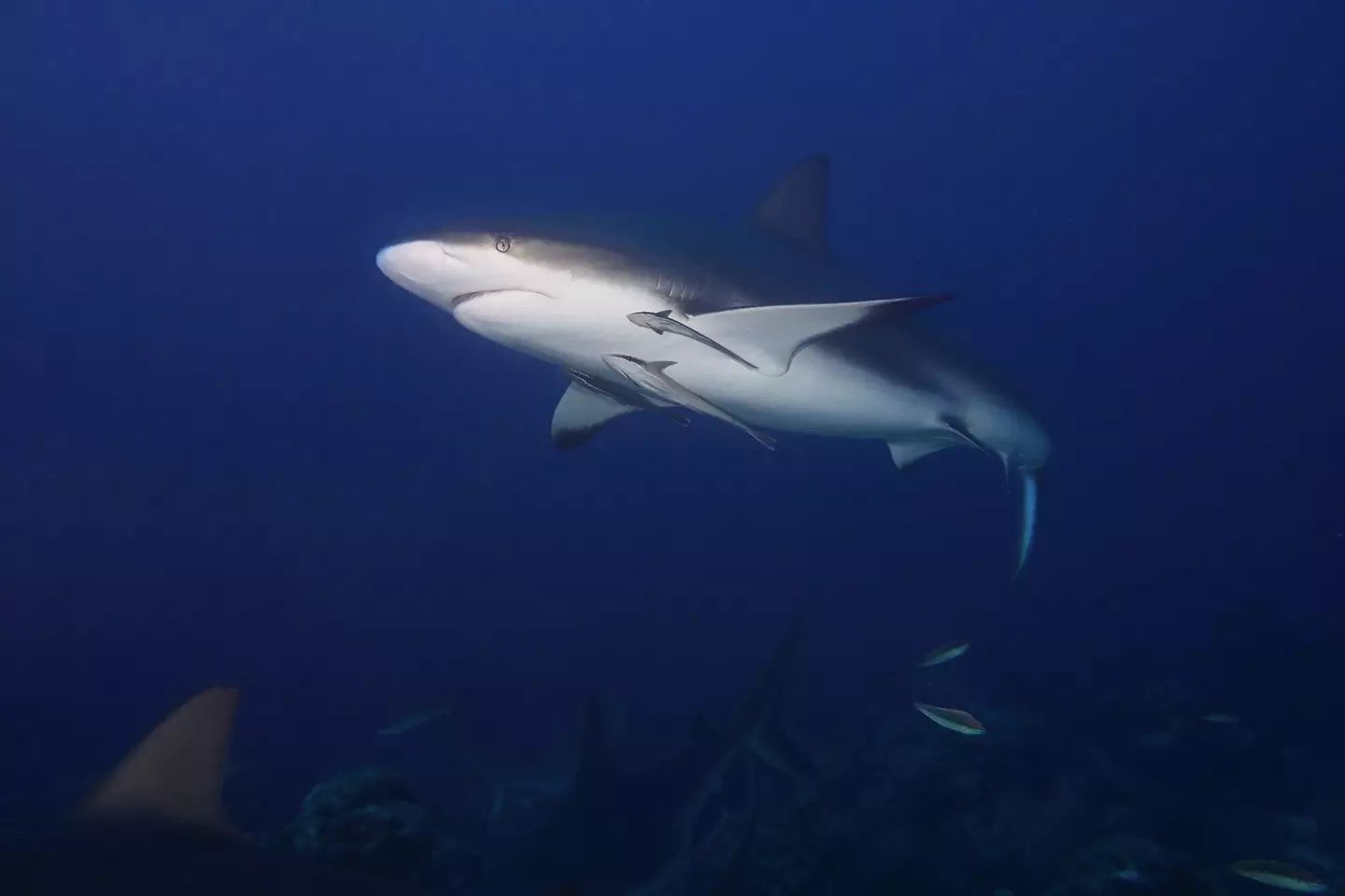 The Bull Shark is considered to be the most dangerous to humans.