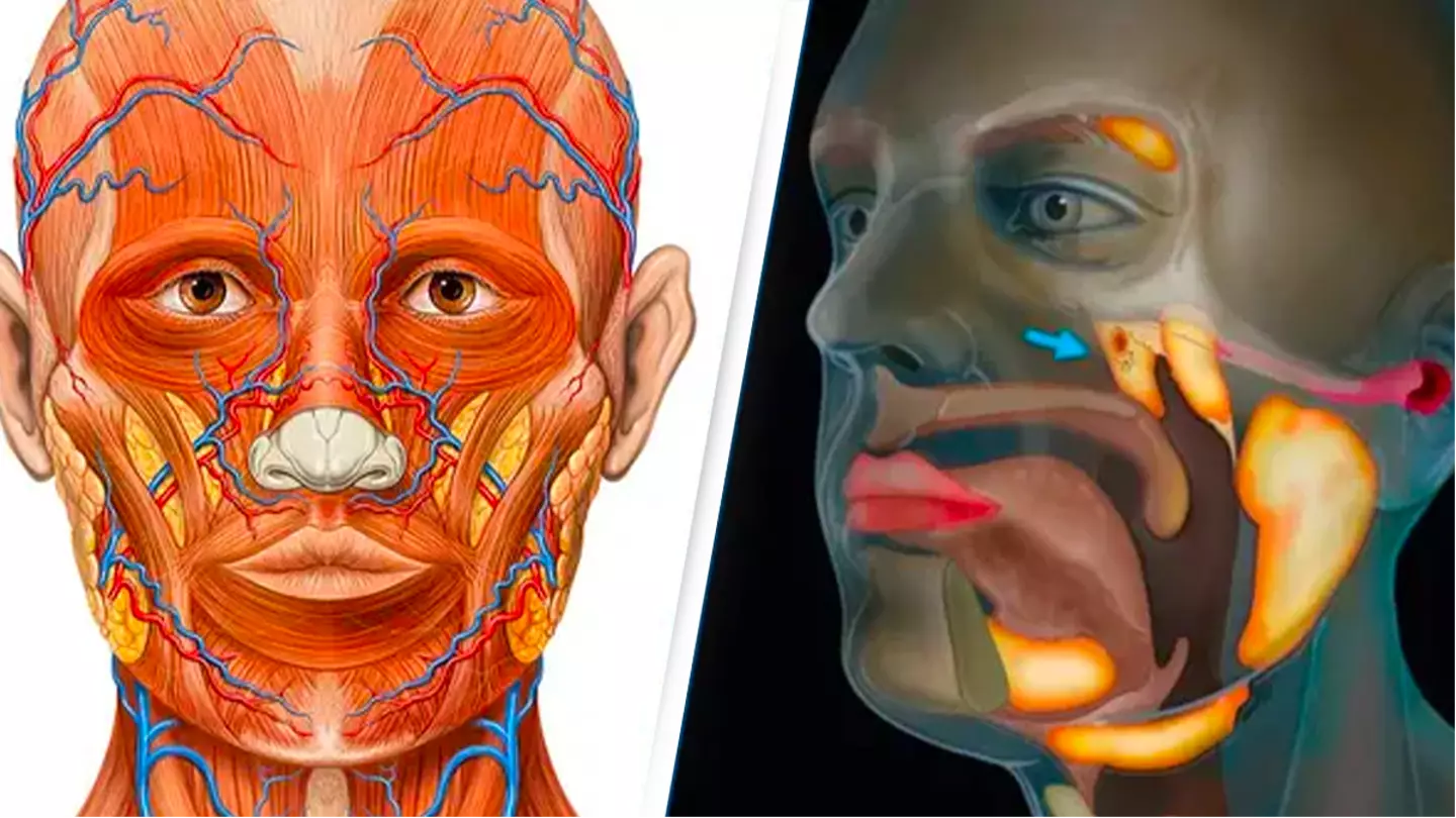 Scientists accidentally discovered a new organ in the human body