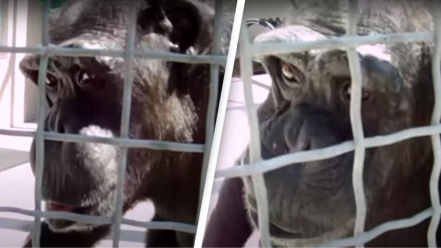 Chimpanzees appear ‘capable’ of human speech in mind-blowing resurfaced research footage