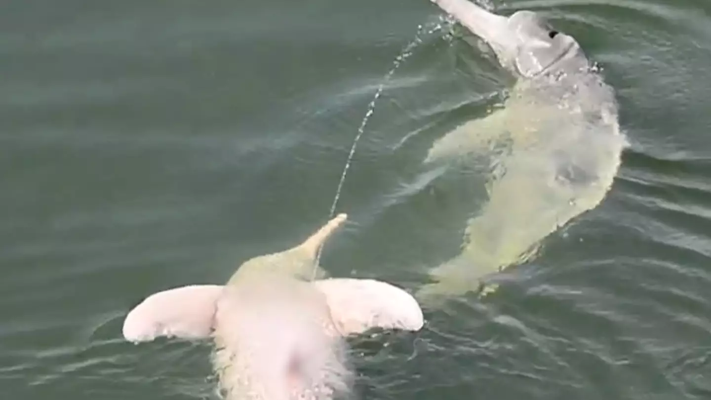 Scientists 'shocked' as 'never-before-seen' footage of dolphins communicating with their urine sparks new theory