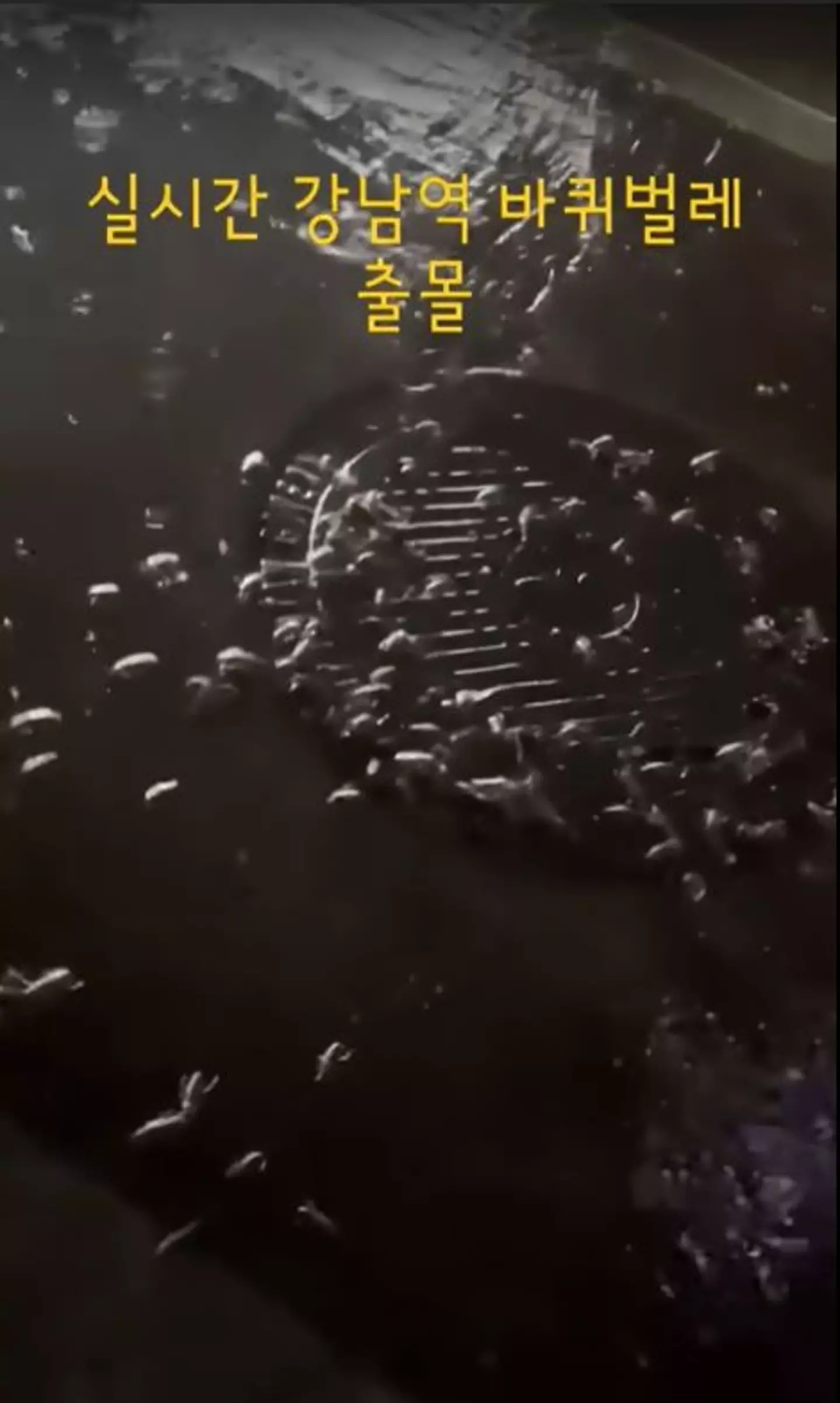 Cockroaches are common in South Korea's capital but the 'tidal wave' is a new phenomenon.