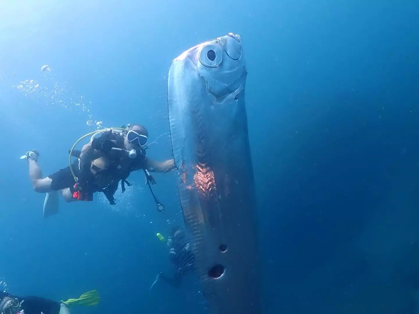 The giant fish was spotted by diving instructor Wang Cheng-Ru.