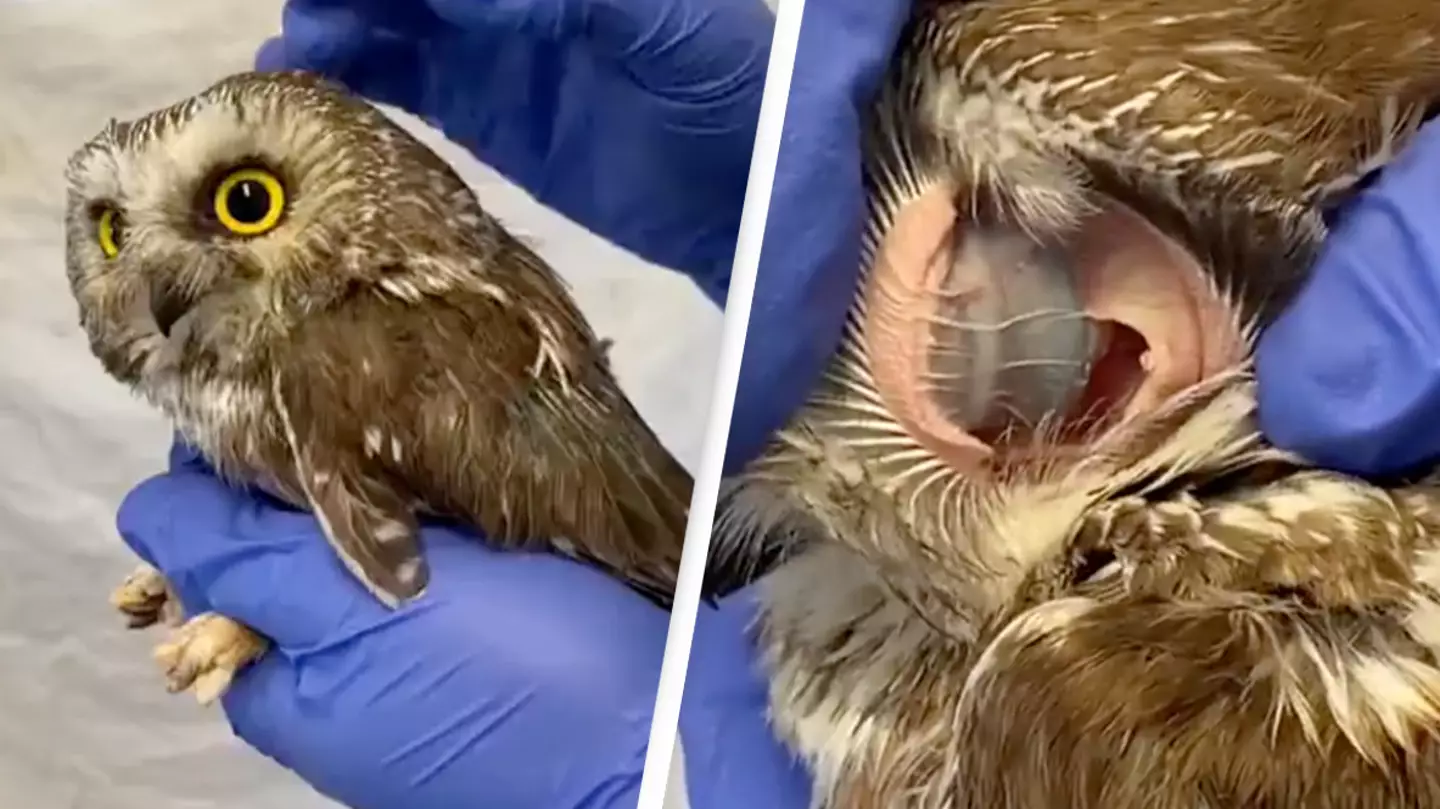 People are freaking out after seeing the 'creepy' inside of an owl's ear