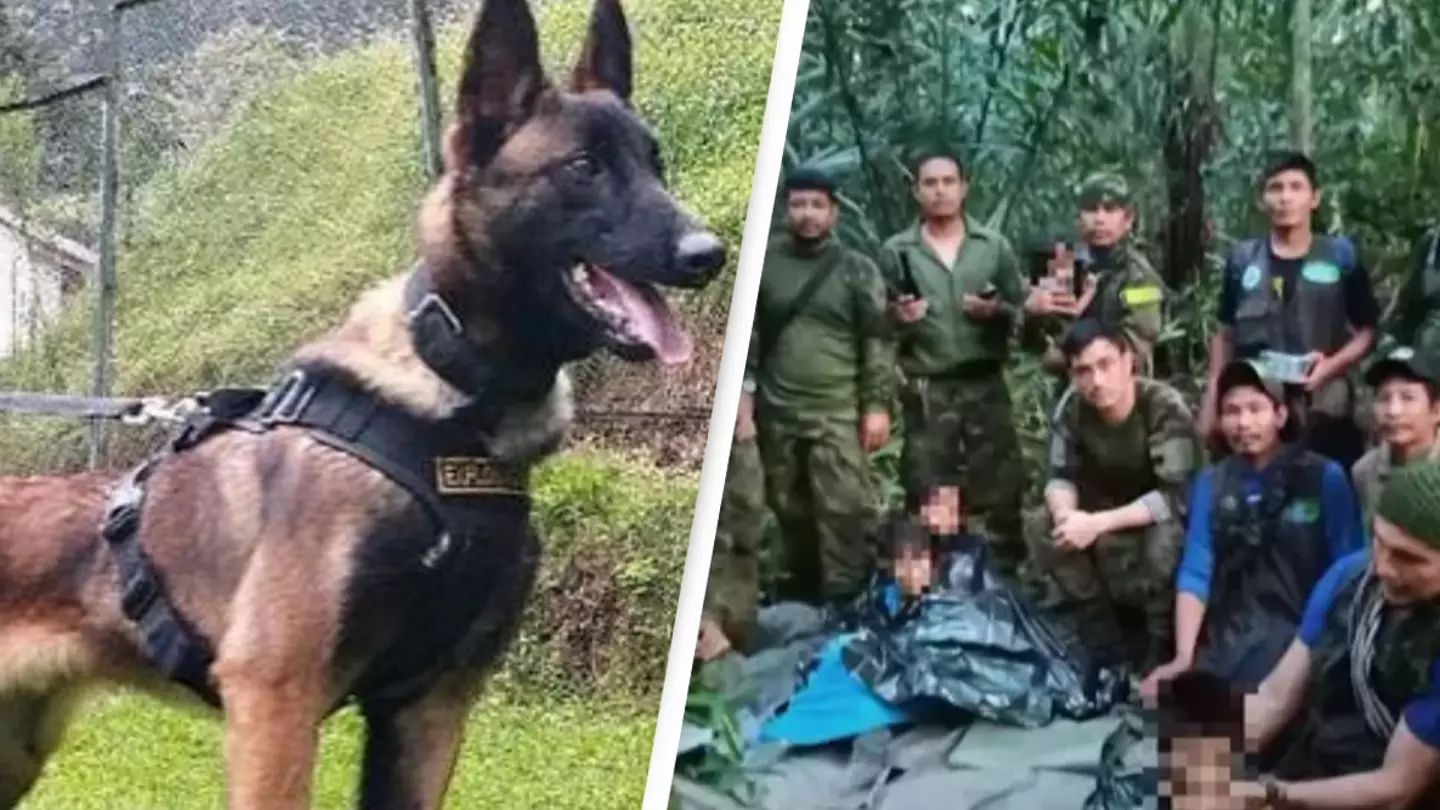 Rescue dog who helped kids after Amazon jungle plane crash is missing
