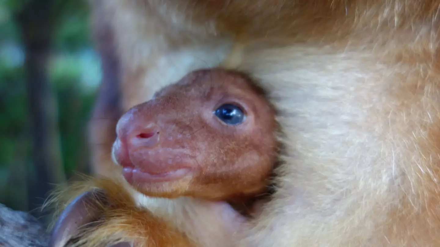 Viewers left stunned over footage of baby kangaroo growing in pouch