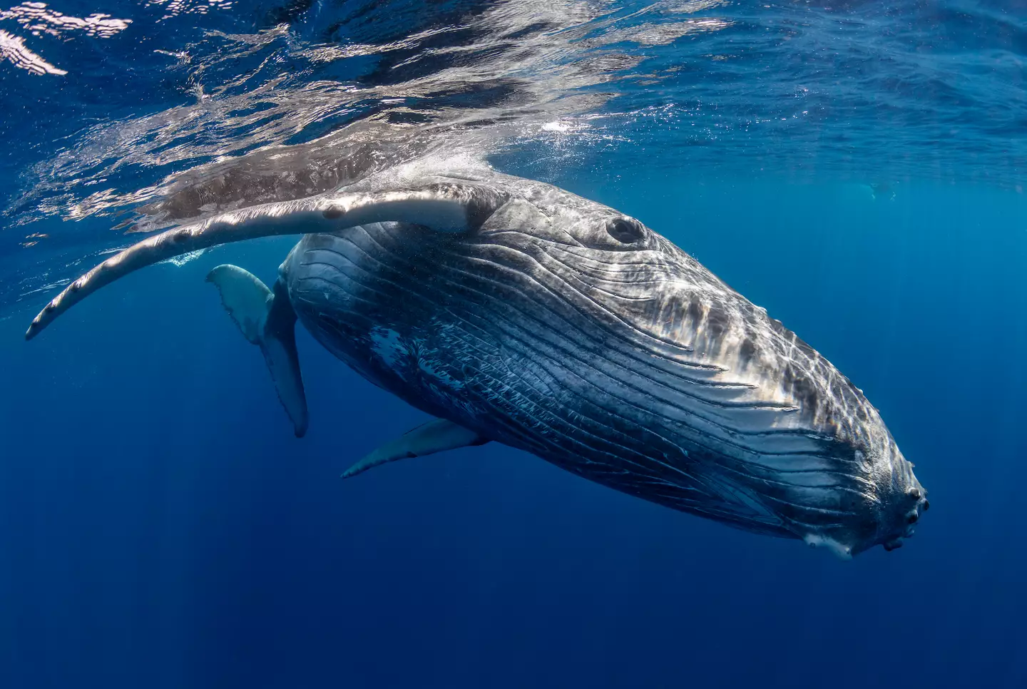 People remarked that Michael nickname should now be Jonah (Getty Stock Image)