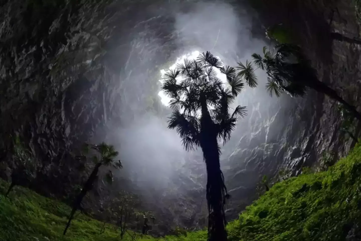 Trees up to 130 feet tall were discovered (Xinhua)