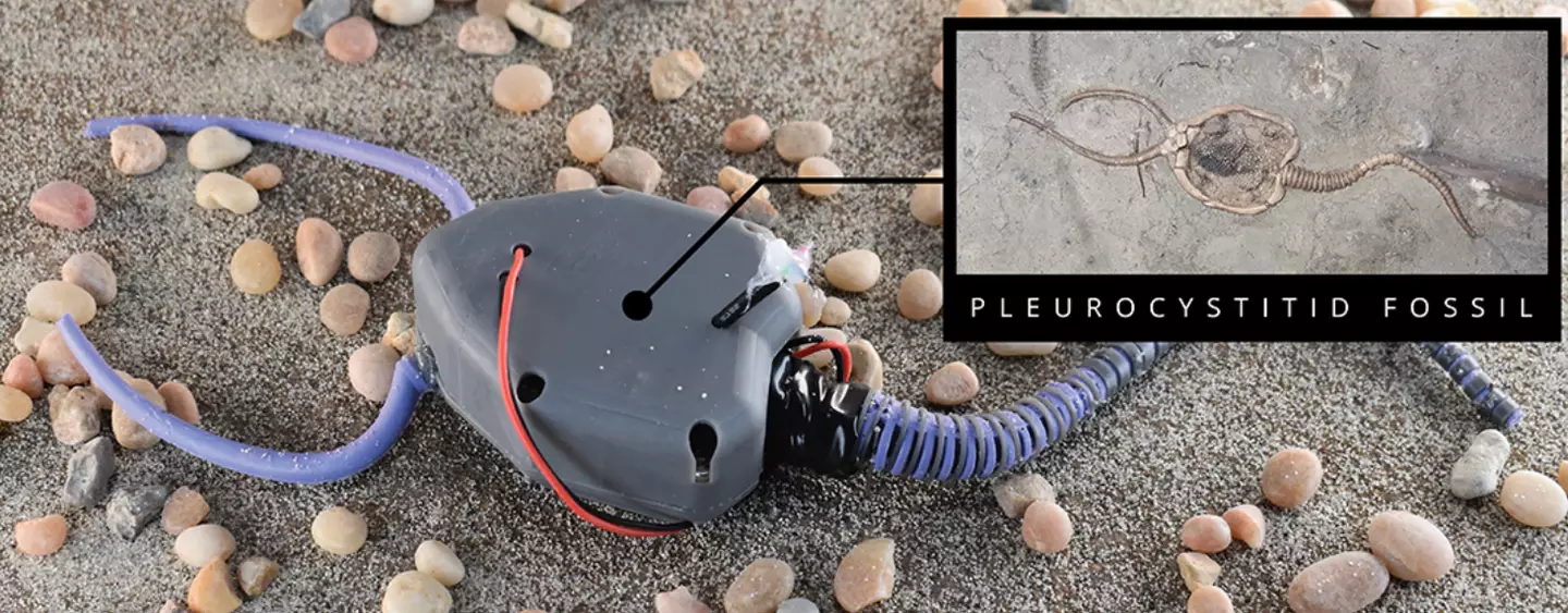 The soft robotic model of a pleurocystitid.