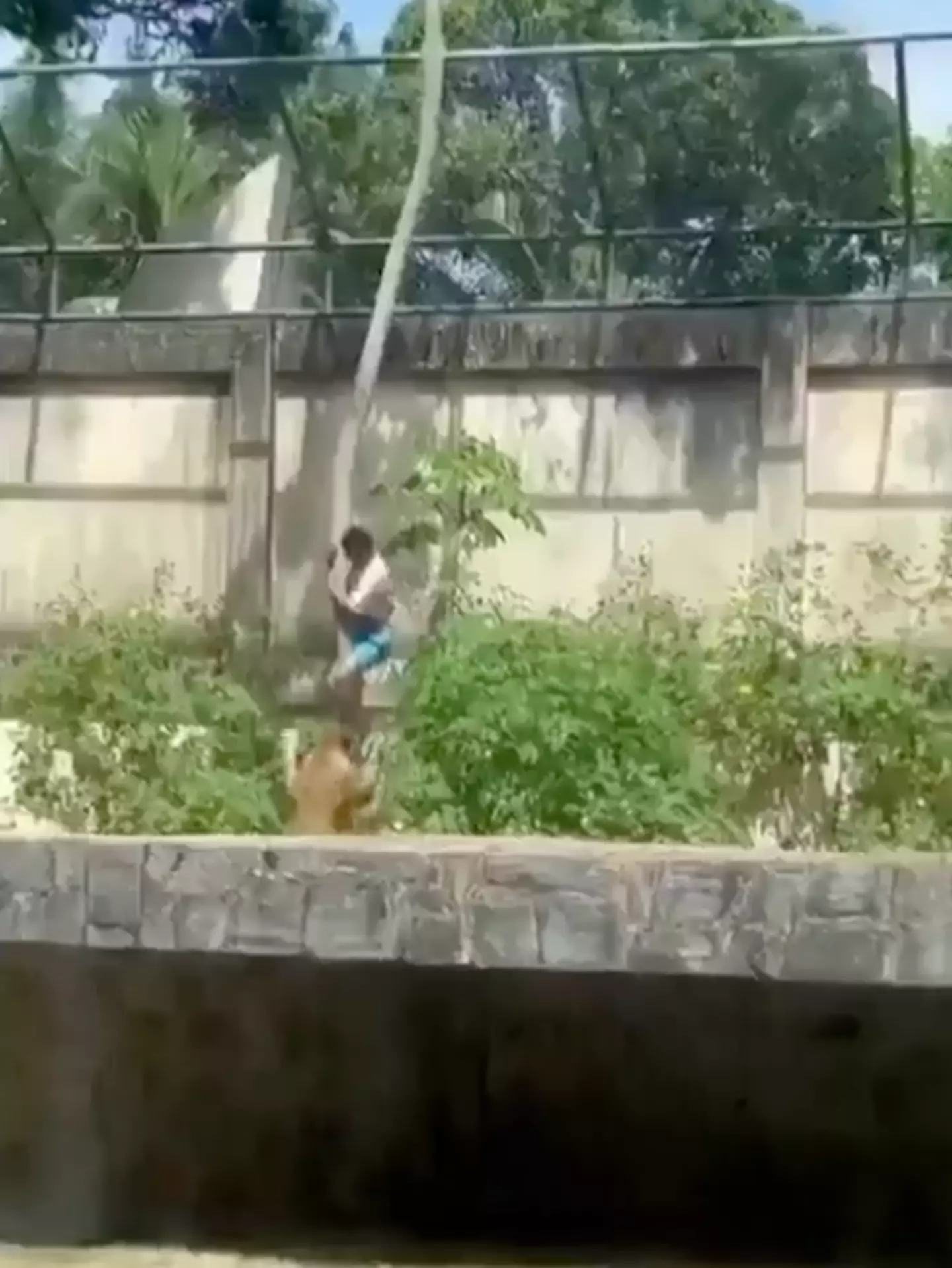 The lioness pounced as the teen used a tree to gain entry into the enclosure (X)