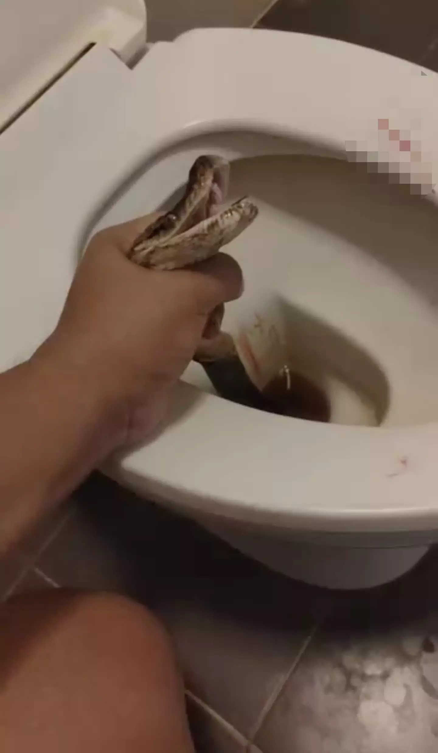The man was bitten on the balls by a python. (Jam Press)