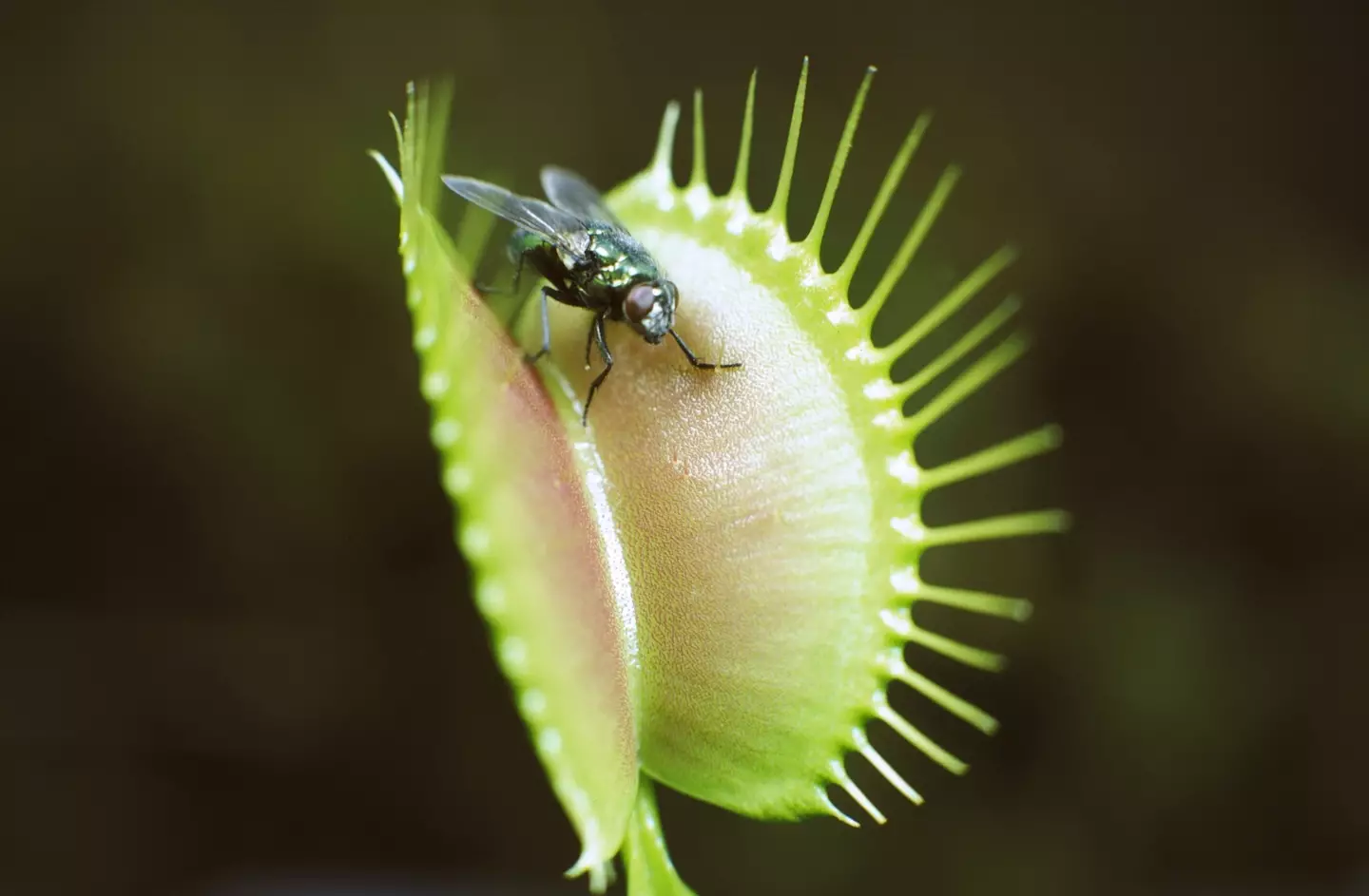 A carnivorous plant expert has tested whether Venus flytraps can consume human flesh.