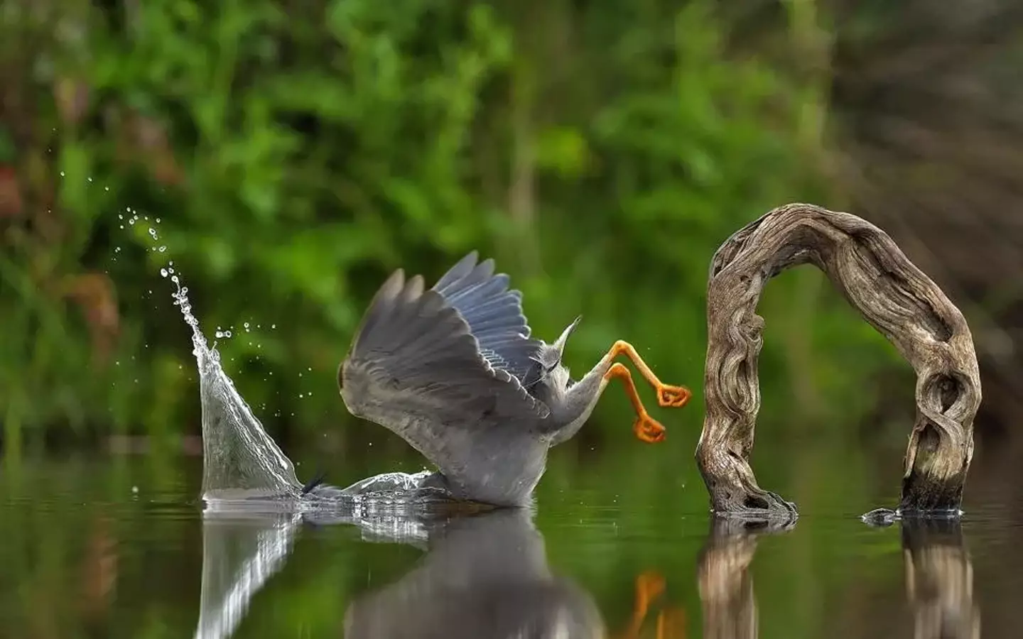 A heron face plants into the water.
