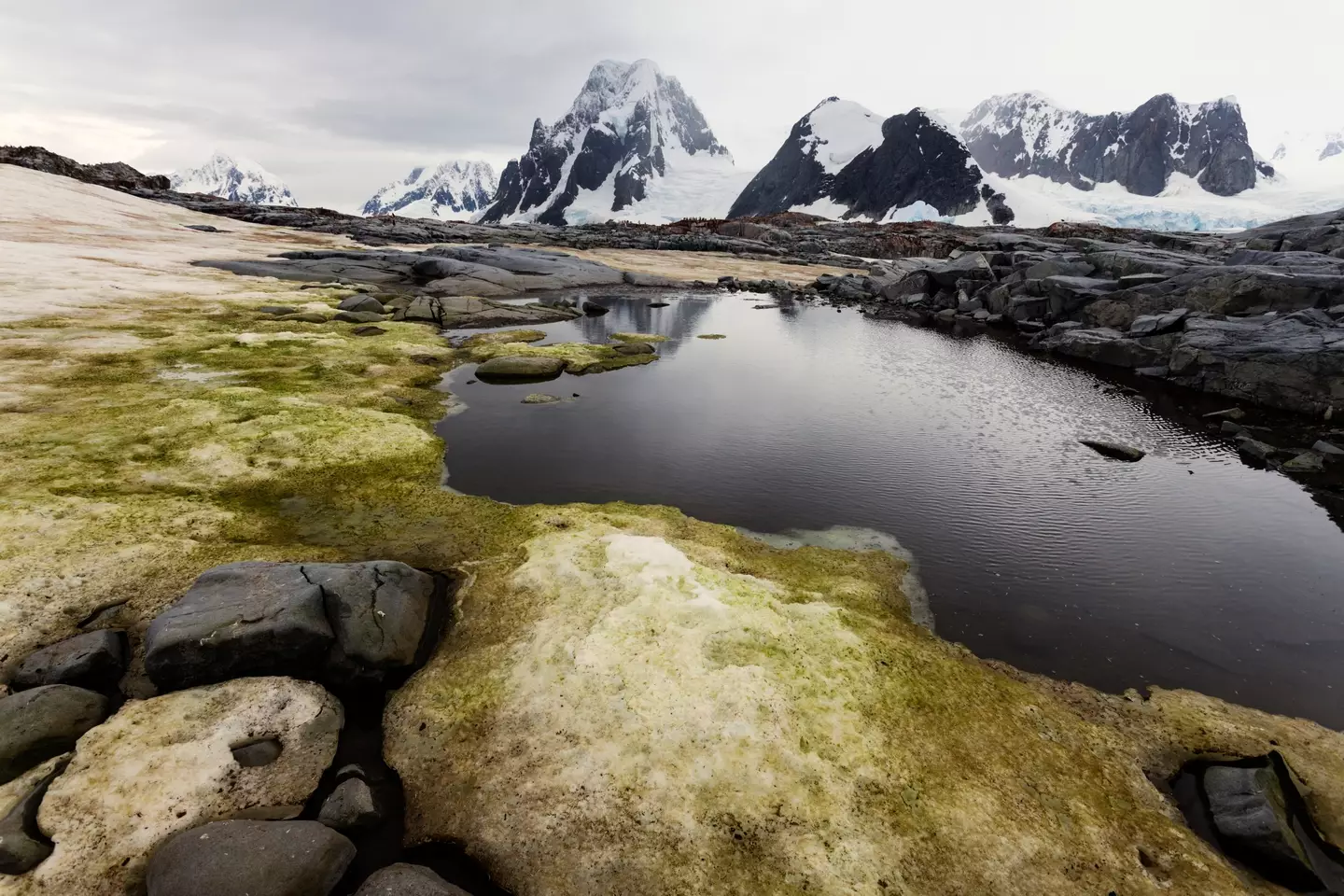 Researchers described the accelerated growing as a 'tipping point'.