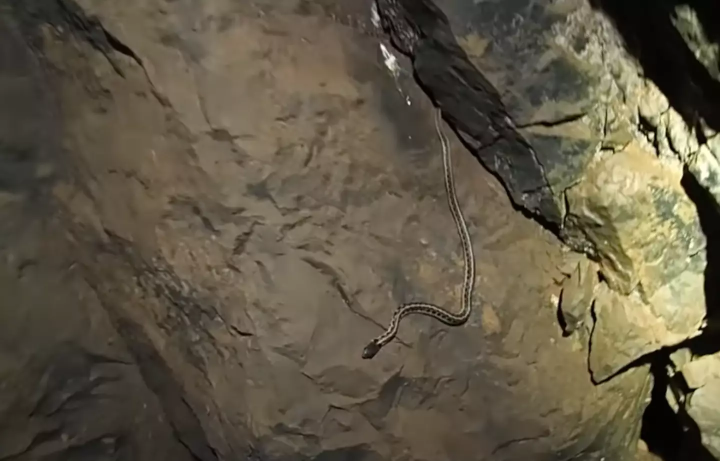 Beau quickly realised he wasn't alone in the well.