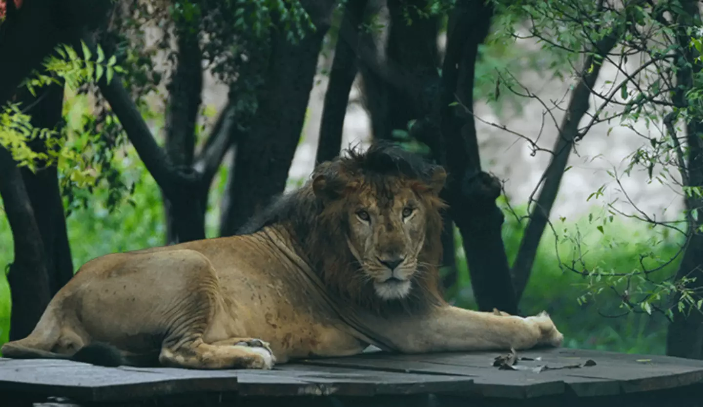 Staff had previously warned the intruder from getting too close to the enclosure.