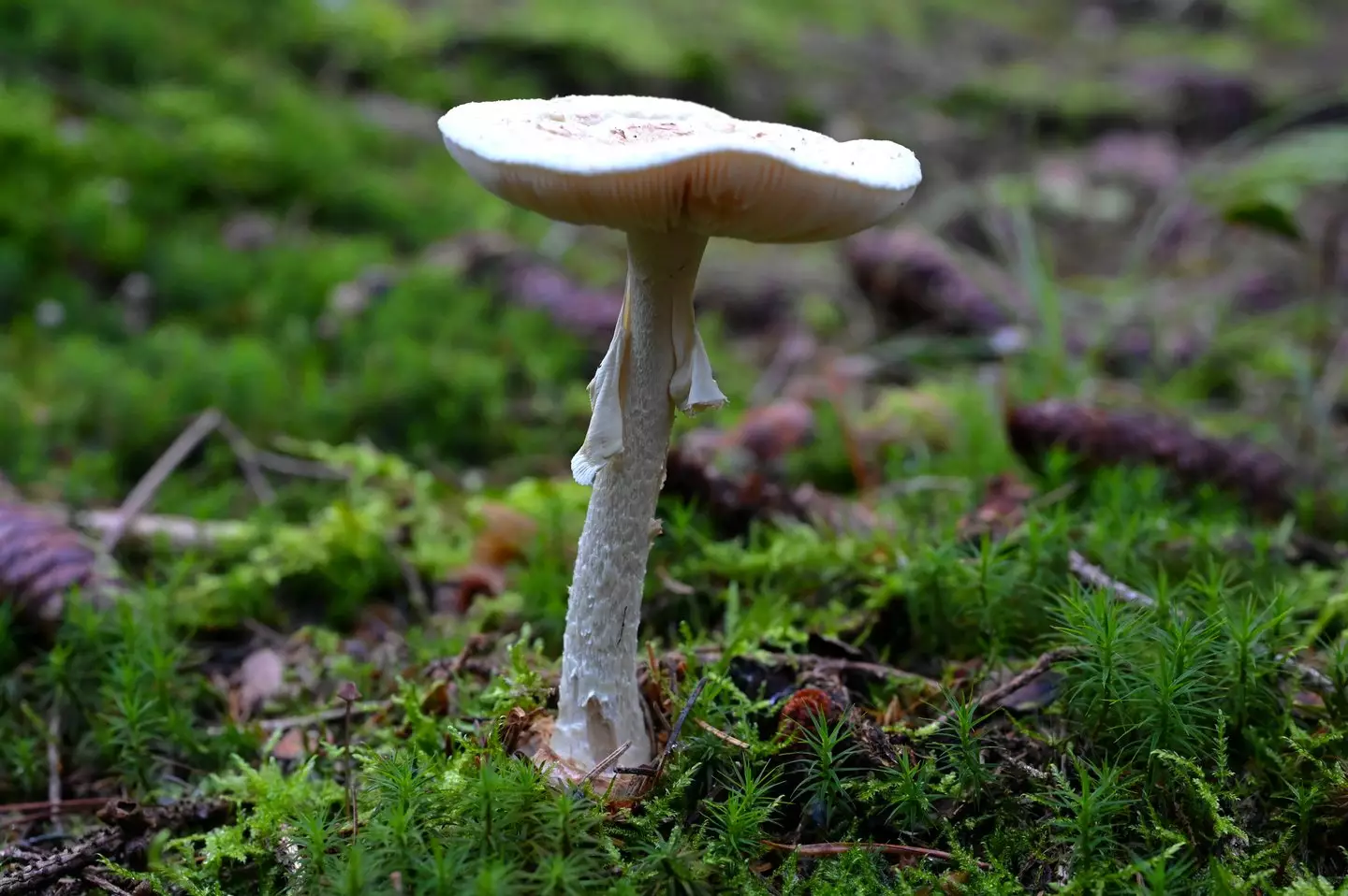 Death cap mushroom (Getty Stock Image)