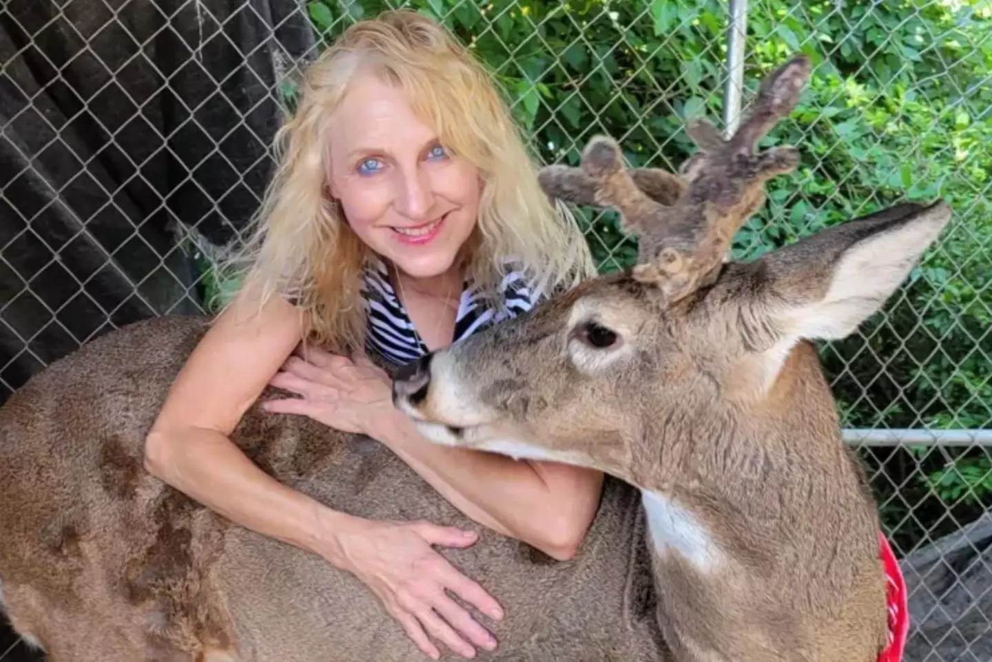 Proger began rescuing injured animals after saving a fawn in 2013 (Jodi Proger/Facebook)