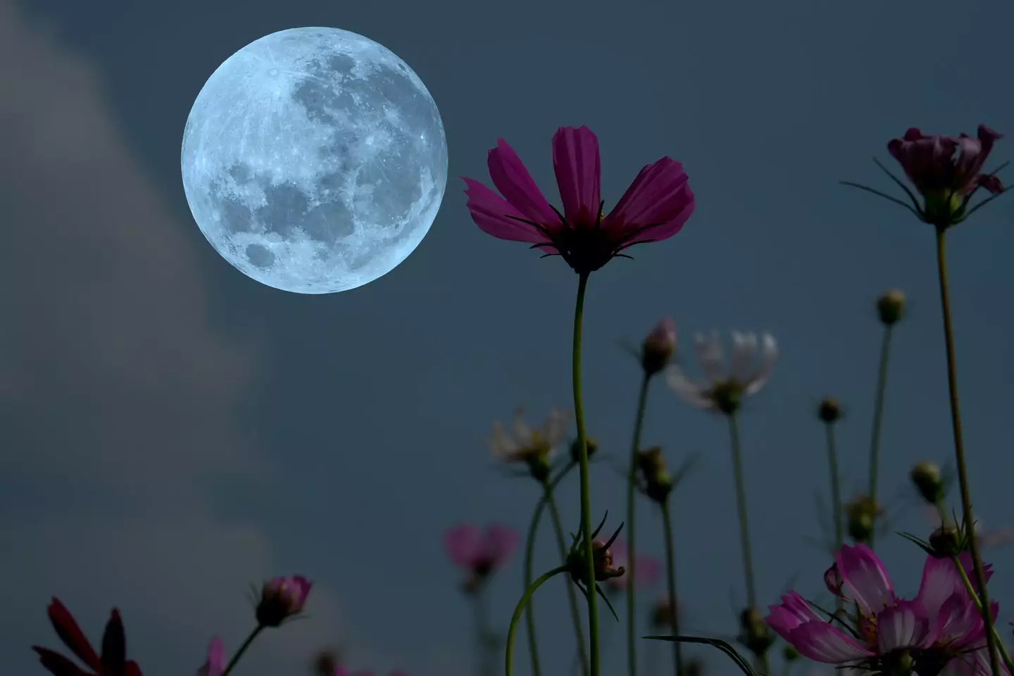 Prepare to try and catch a glimpse of the Flower Moon today. (Getty Images/ Onkamon Buasorn)