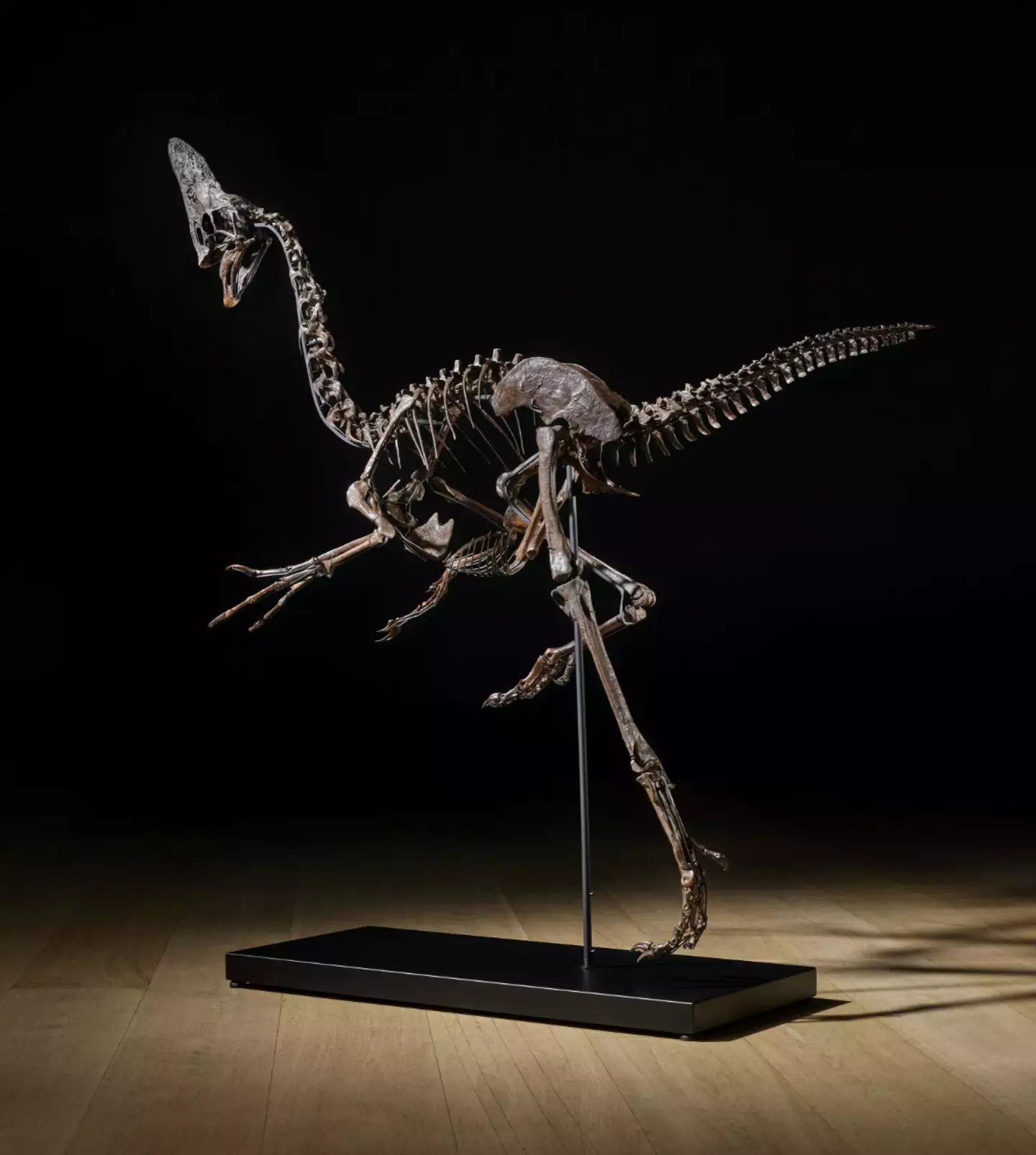 The skeleton is made up over approximately 100 bones (Christie's)