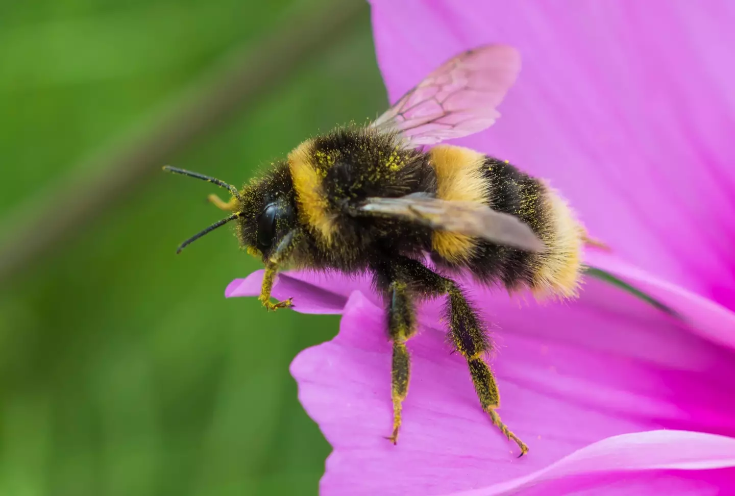 Bumblebees can now be considered fish.